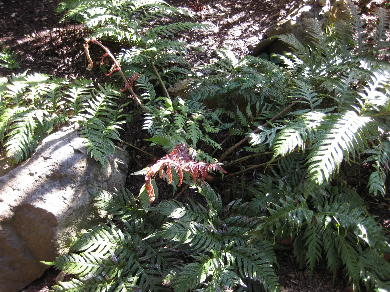 Jeweled Chain Fern (Woodwardia Unigemmata) — commonly referred to as the Jeweled Chain Fern