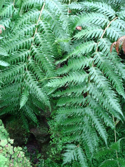 Jeweled Chain Fern (Woodwardia Unigemmata) — This semi-evergreen species thrives in moist, shaded areas, favoring acidic soil