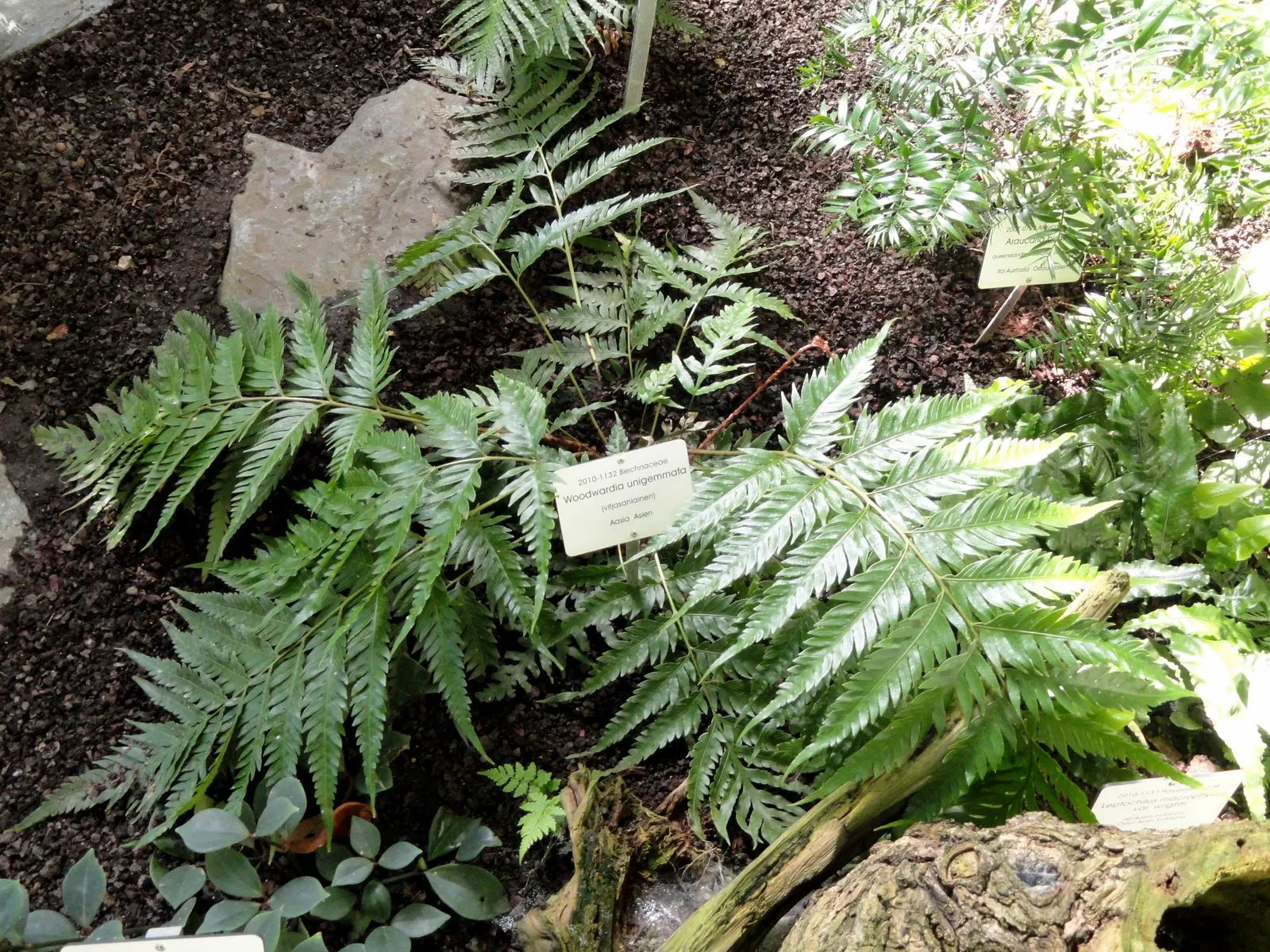 Jeweled Chain Fern (Woodwardia Unigemmata) — The Jeweled chain fern (Woodwardia unigemmata) stands out with its lush
