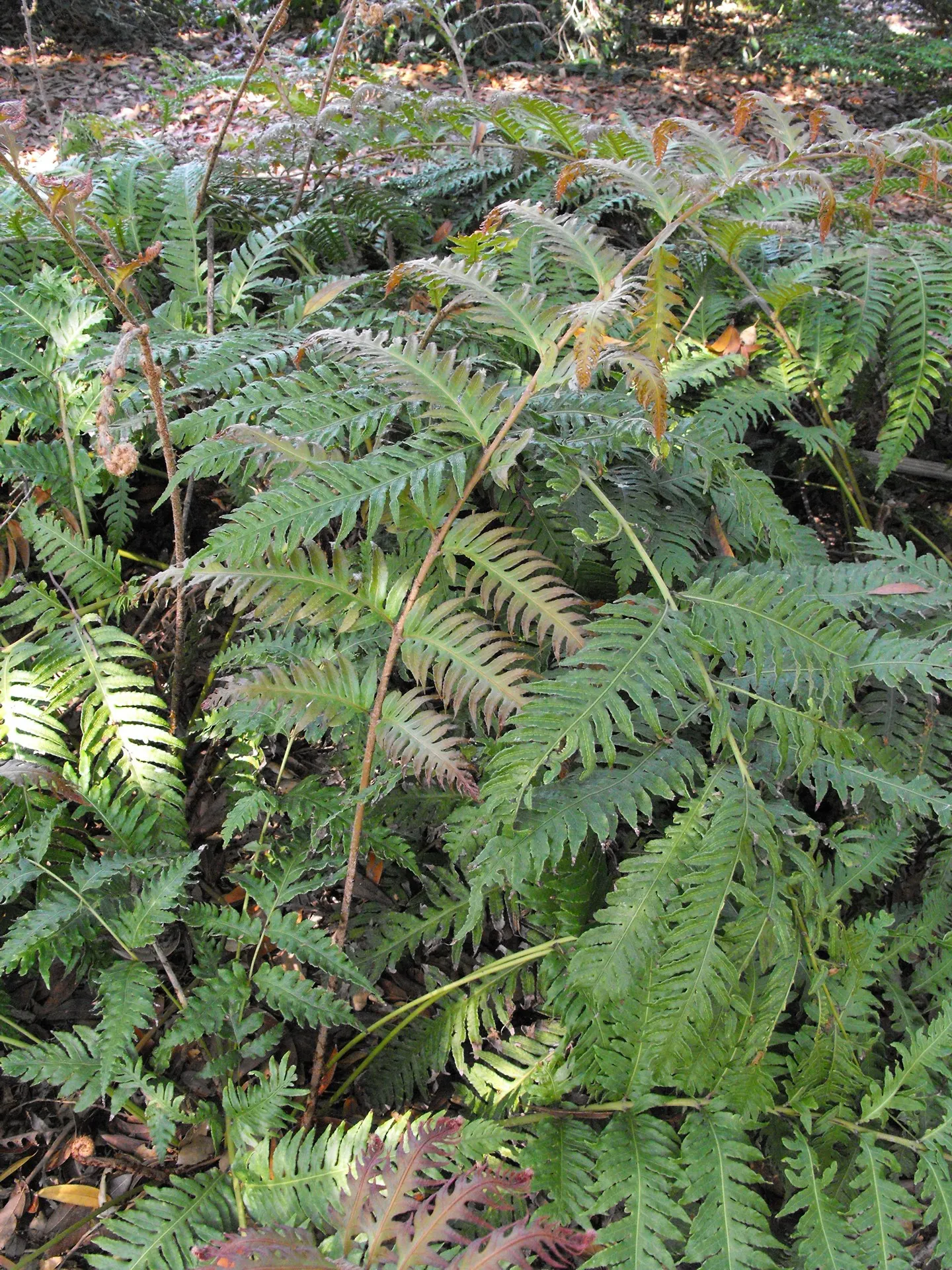Jeweled Chain Fern (Woodwardia Unigemmata) — arched fronds reaching 2-3 feet in length