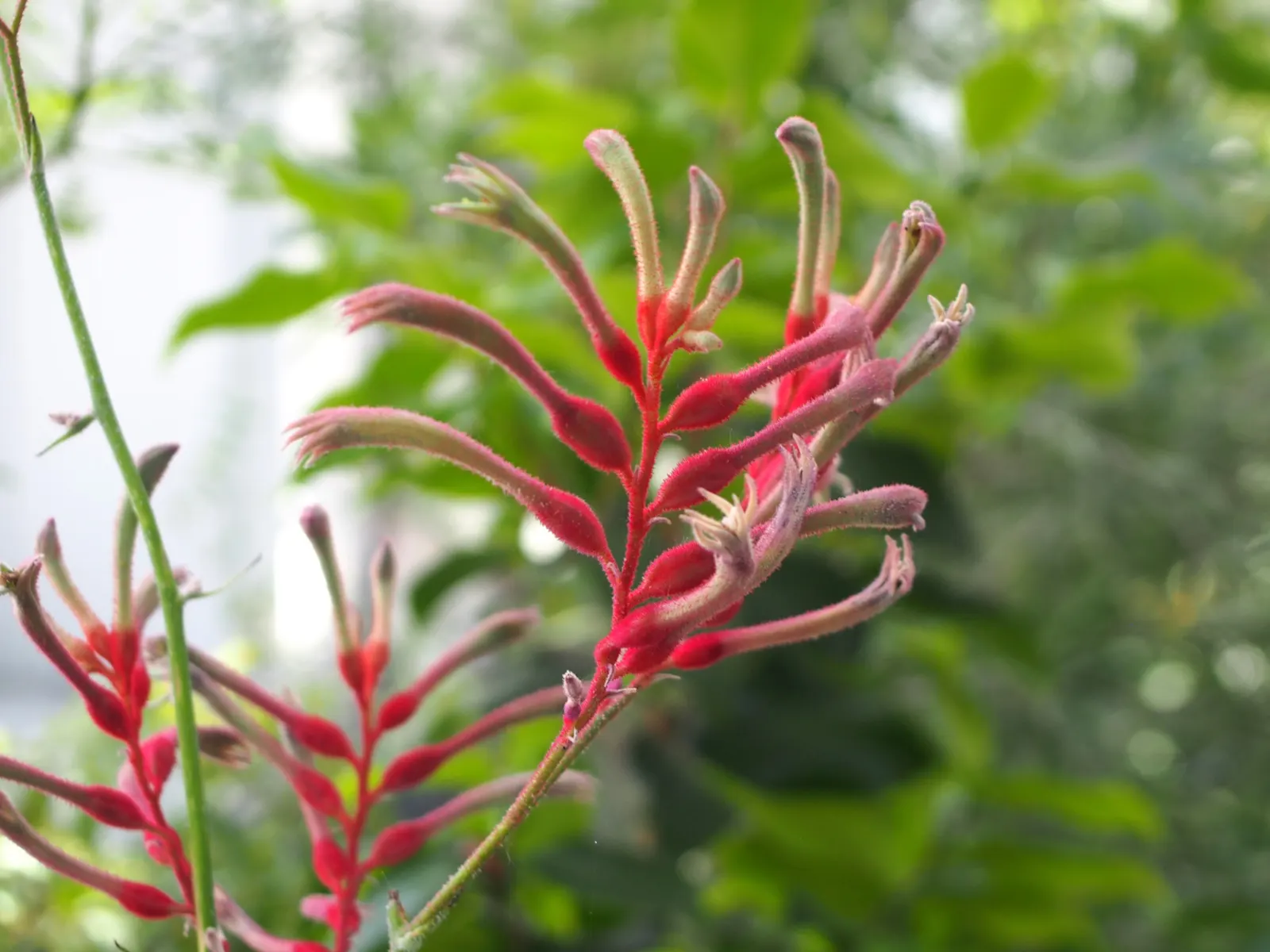 Tall Kangaroo Paw (Anigozanthos Flavidus) — With its striking aesthetics and minimal care requirements; perennial for full or half