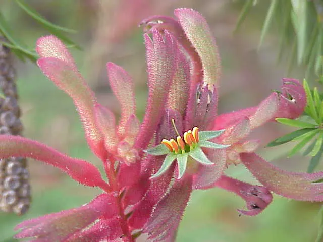 Tall Kangaroo Paw (Anigozanthos Flavidus) — this species showcases a vibrant display of colors ranging from green and yellow to red and orange