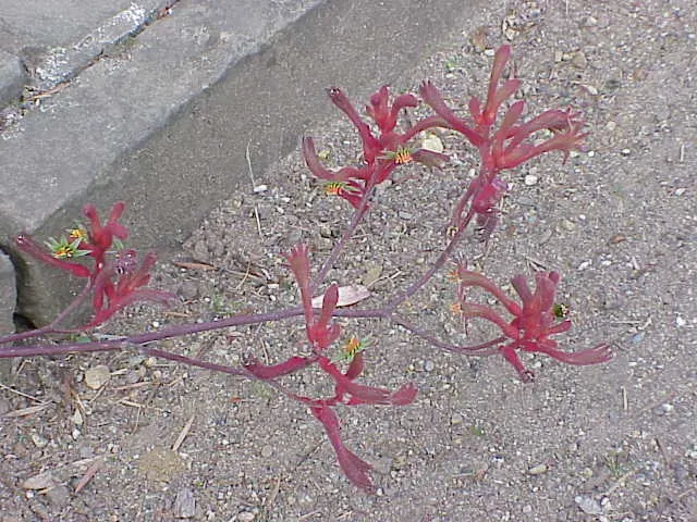 Tall Kangaroo Paw (Anigozanthos Flavidus) — Each flower resembles a kangaroo's paw