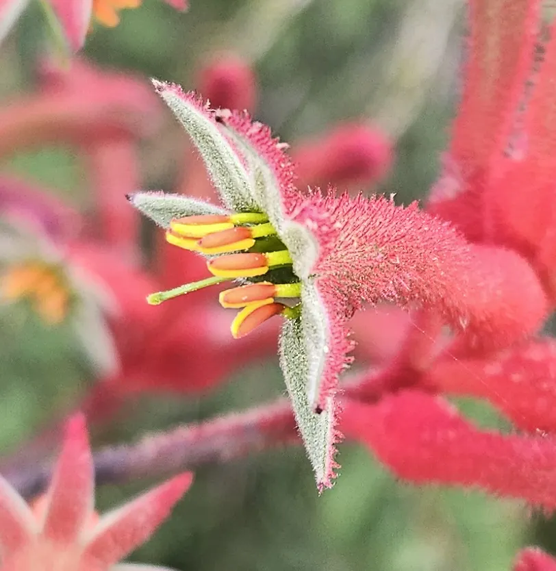 Tall Kangaroo Paw (Anigozanthos Flavidus) — green flowers in the garden; scientifically named Anigozanthos flavidus