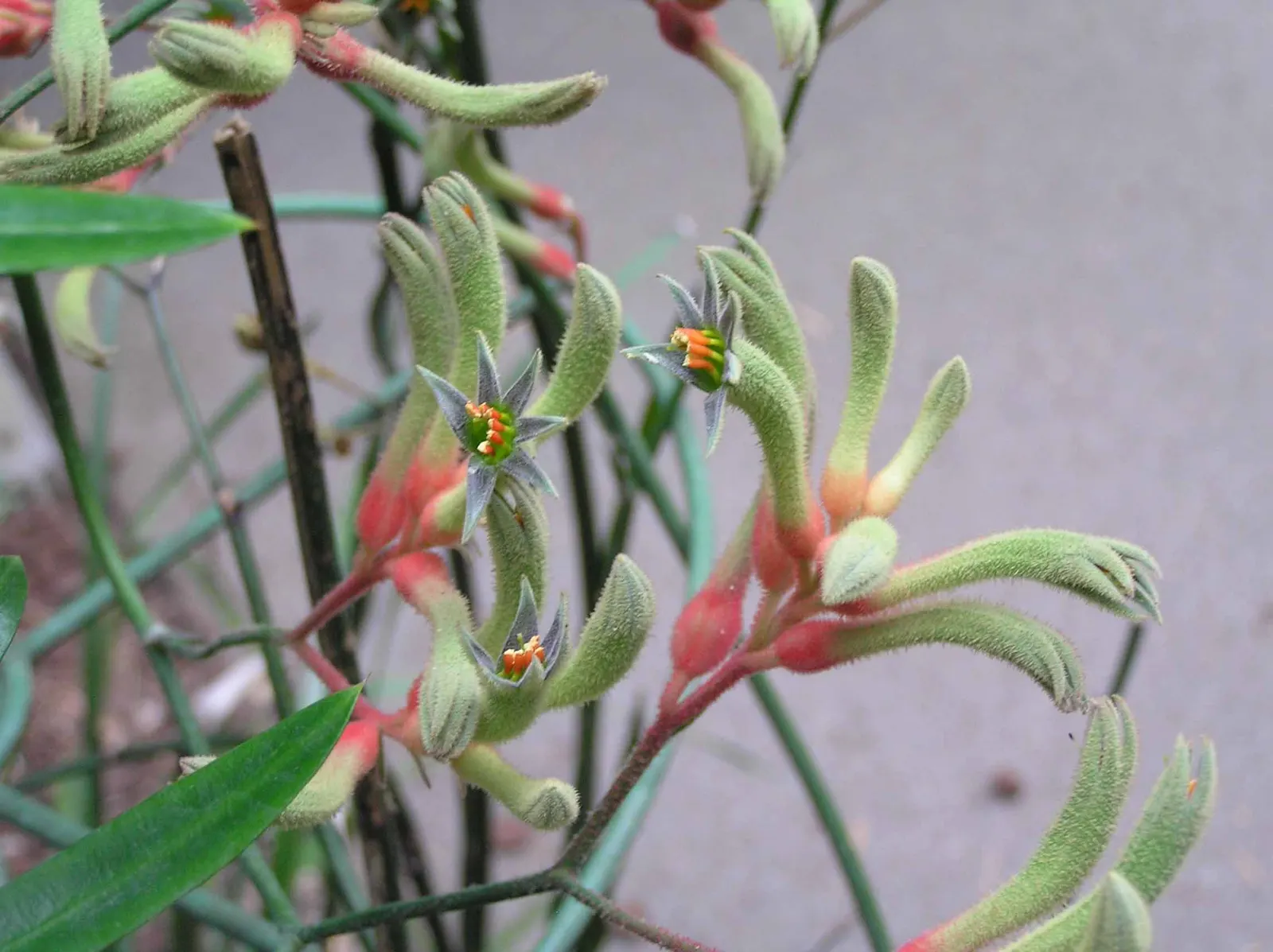 Tall Kangaroo Paw (Anigozanthos Flavidus) — Renowned for its unique bird-attracting tubular flowers