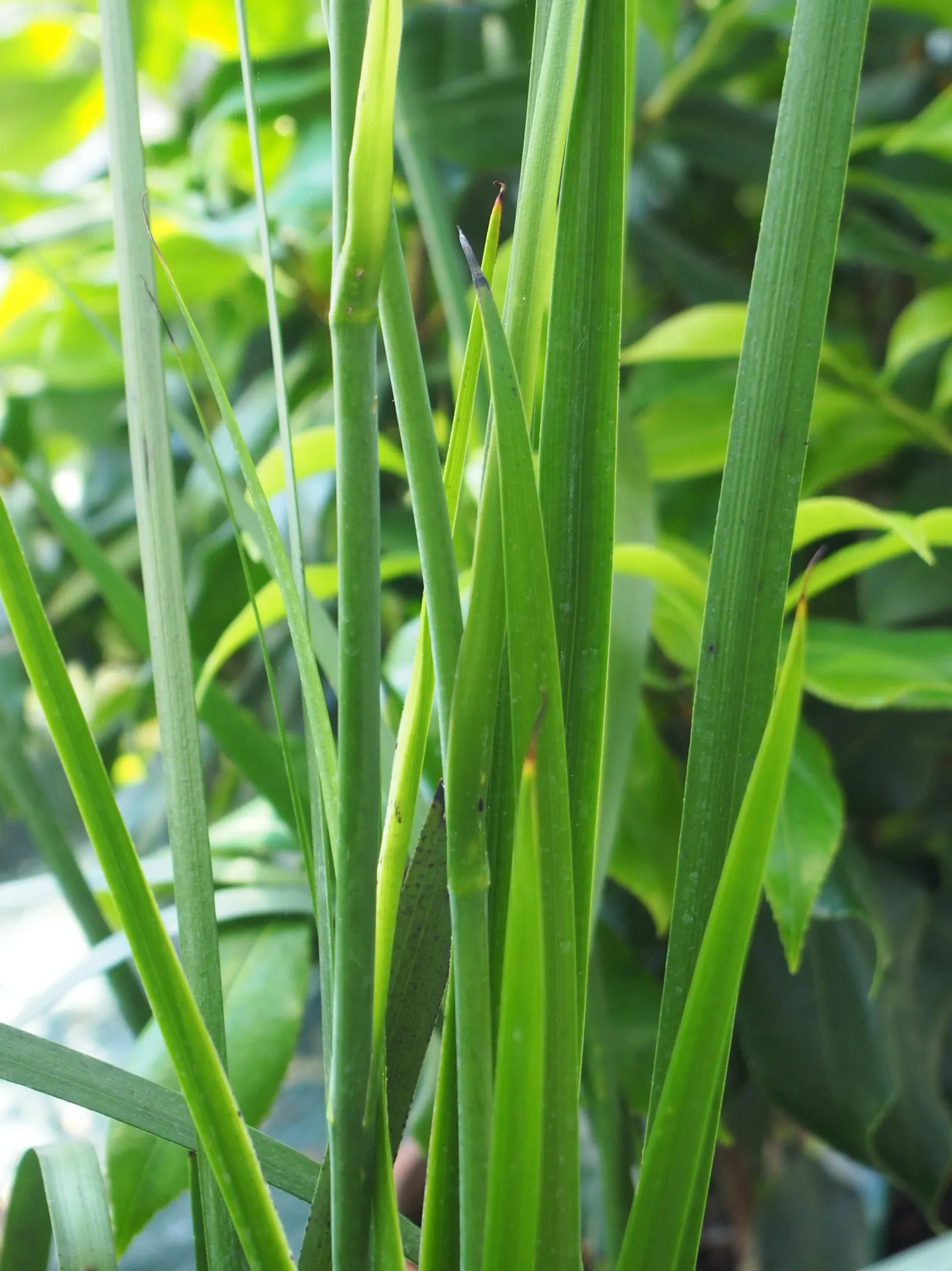 Tall Kangaroo Paw (Anigozanthos Flavidus) — removing spent flower stalks and occasional division every 2-4 years will encourage healthier clusters; with