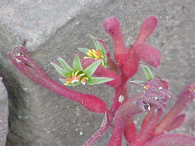 Tall Kangaroo Paw (Anigozanthos Flavidus) — this plant adds a touch of drama with low maintenance