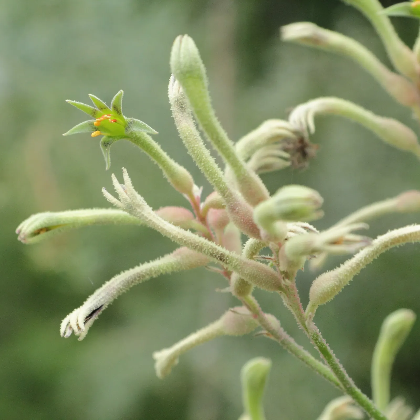 Tall Kangaroo Paw (Anigozanthos Flavidus) — Renowned for its unique bird-attracting tubular flowers; elongated perianths that can soar up to 6 feet in