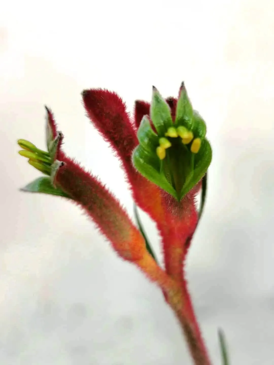 Tall Kangaroo Paw (Anigozanthos Flavidus) — Anigozanthos flavidus prefers well-draining; regular deep watering is recommended during its active growth in the