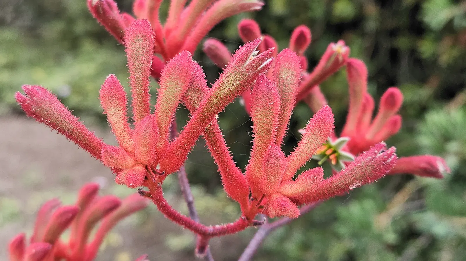 Tall Kangaroo Paw (Anigozanthos Flavidus) — perennial with green blooms; sandy loam or gravelly soils with a slight acidity to neutral pH
