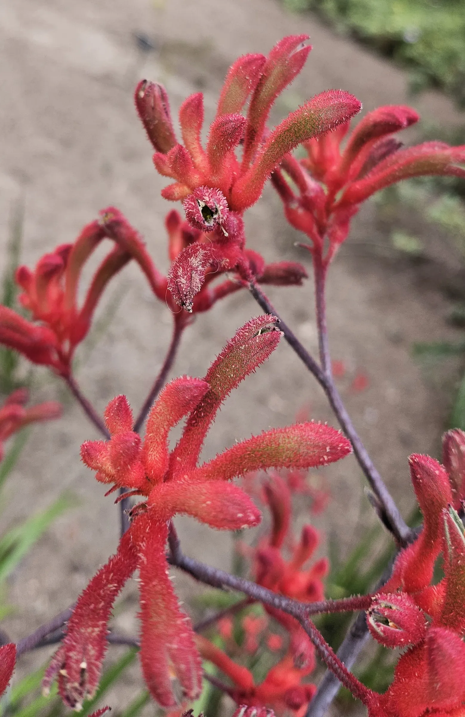Tall Kangaroo Paw (Anigozanthos Flavidus) — perennial for full or half; with its striking aesthetics and minimal care requirements