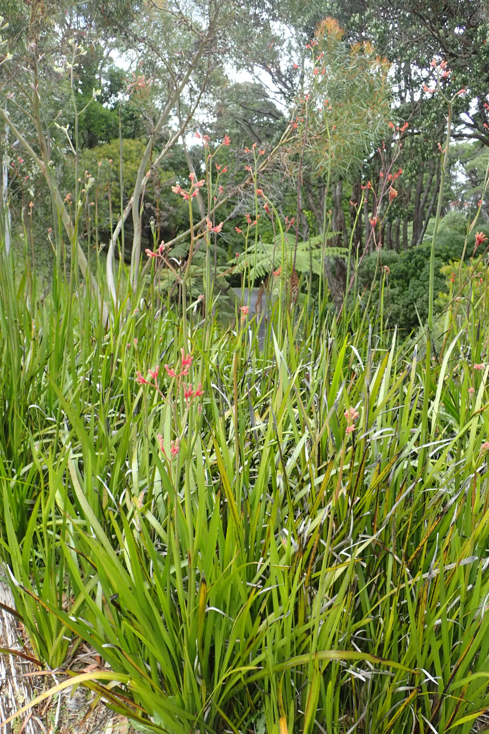 Tall Kangaroo Paw (Anigozanthos Flavidus) — with reduced watering in the cooler season; removing spent flower stalks and occasional division every 2-4 years