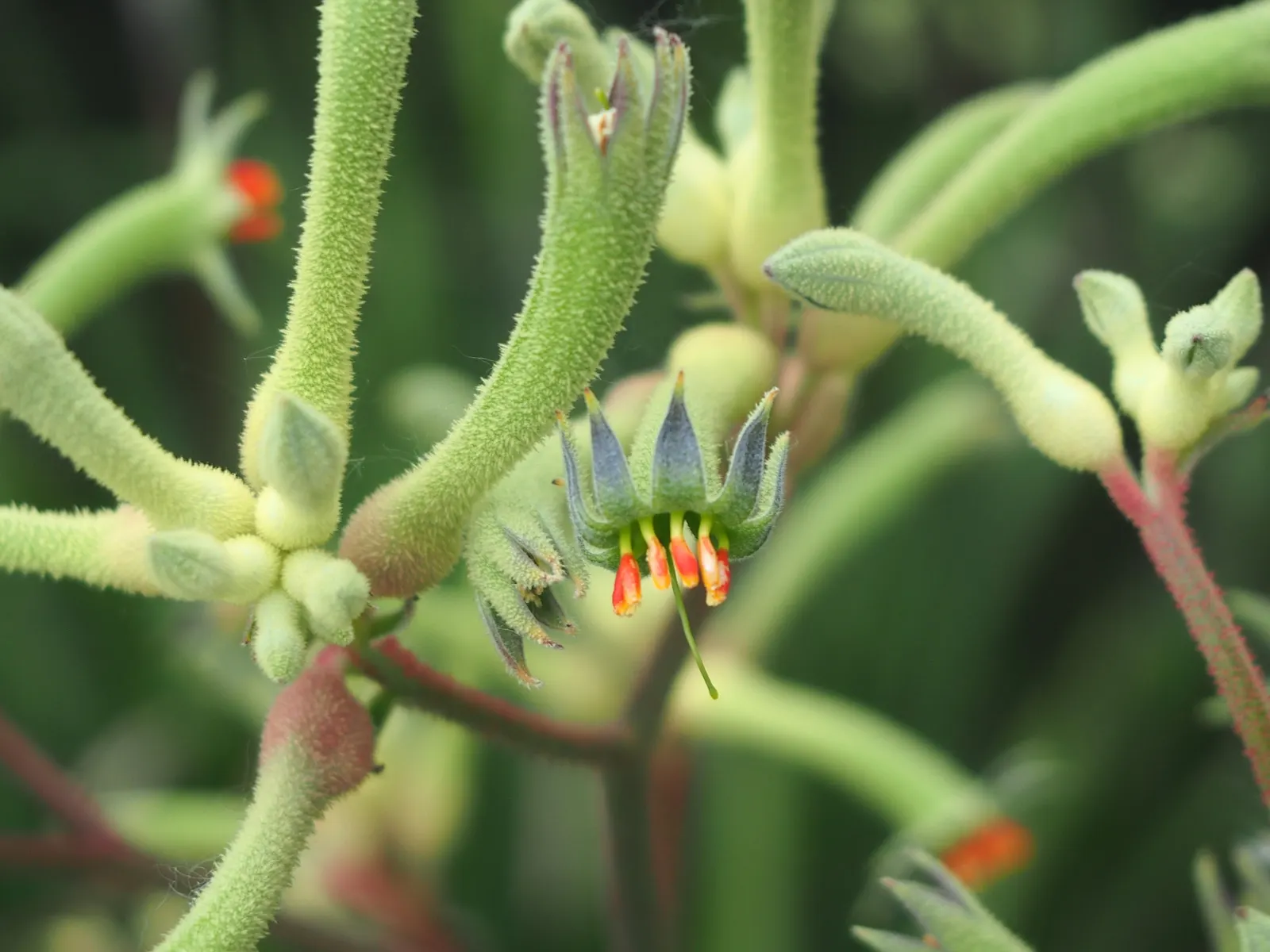 Tall Kangaroo Paw (Anigozanthos Flavidus) — scientifically named Anigozanthos flavidus
