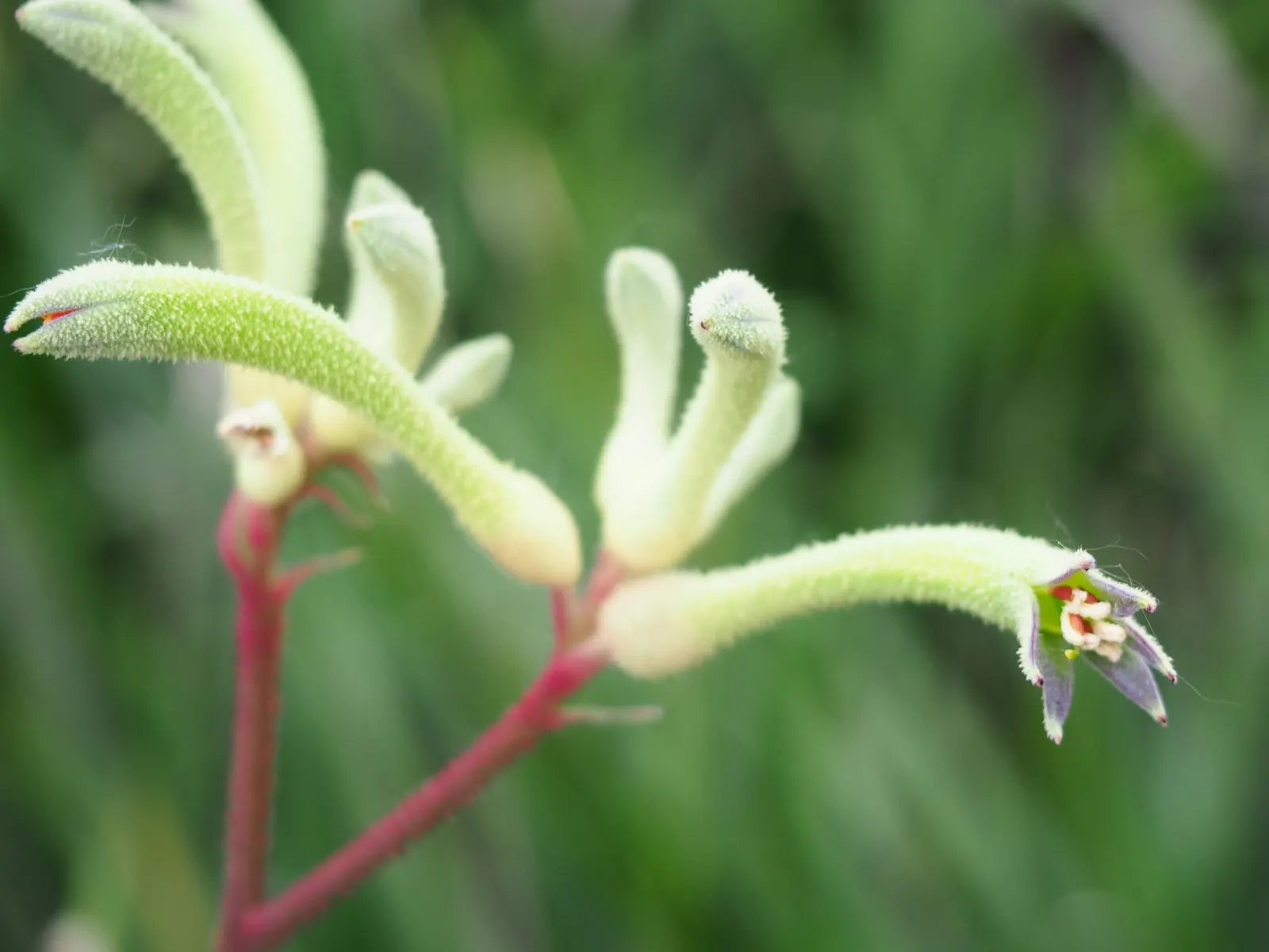 Tall Kangaroo Paw (Anigozanthos Flavidus) — is a captivating and hardy perennial endemic to southwestern Australia