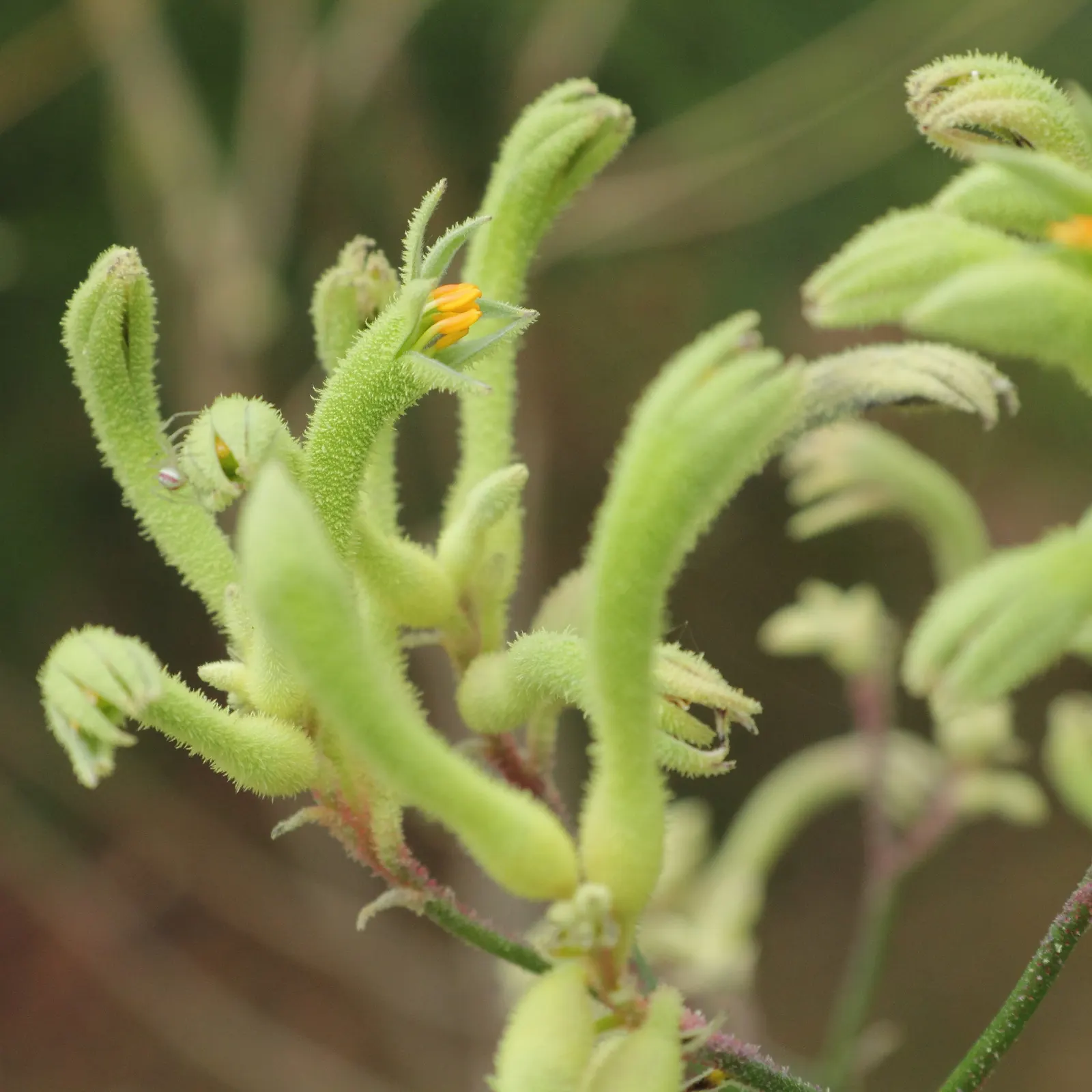 Tall Kangaroo Paw (Anigozanthos Flavidus) — Each flower resembles a kangaroo's paw; towering at about 4-10 feet in height