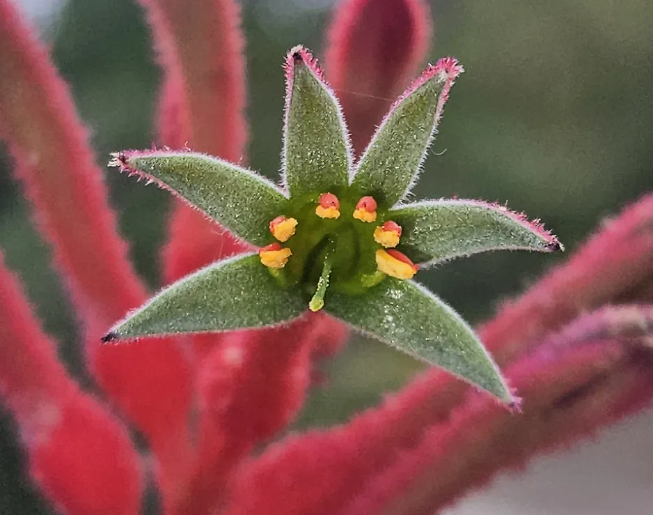 Tall Kangaroo Paw (Anigozanthos Flavidus) — Each flower resembles a kangaroo's paw; towering at about 4-10 feet in height, image 59