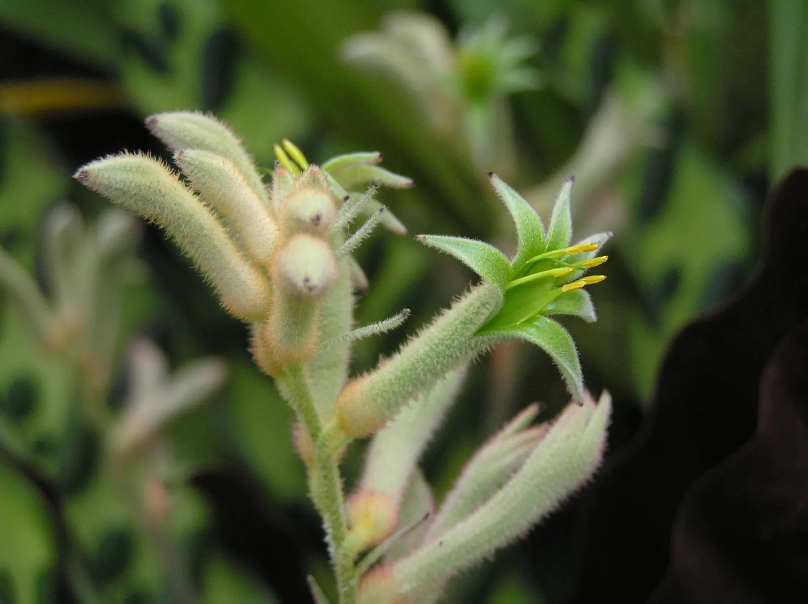 Tall Kangaroo Paw (Anigozanthos Flavidus) — The Tall Kangaroo Paw, Anigozanthos flavidus, is a charismatic Australian perennial