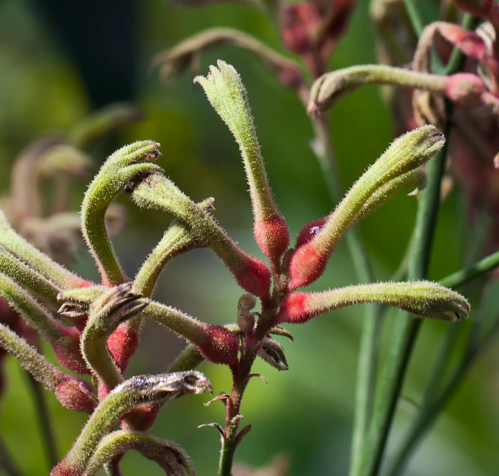 Tall Kangaroo Paw (Anigozanthos Flavidus) — its striking green and gold flowers bloom on long stalks throughout spring and summer; it's quite, image 51