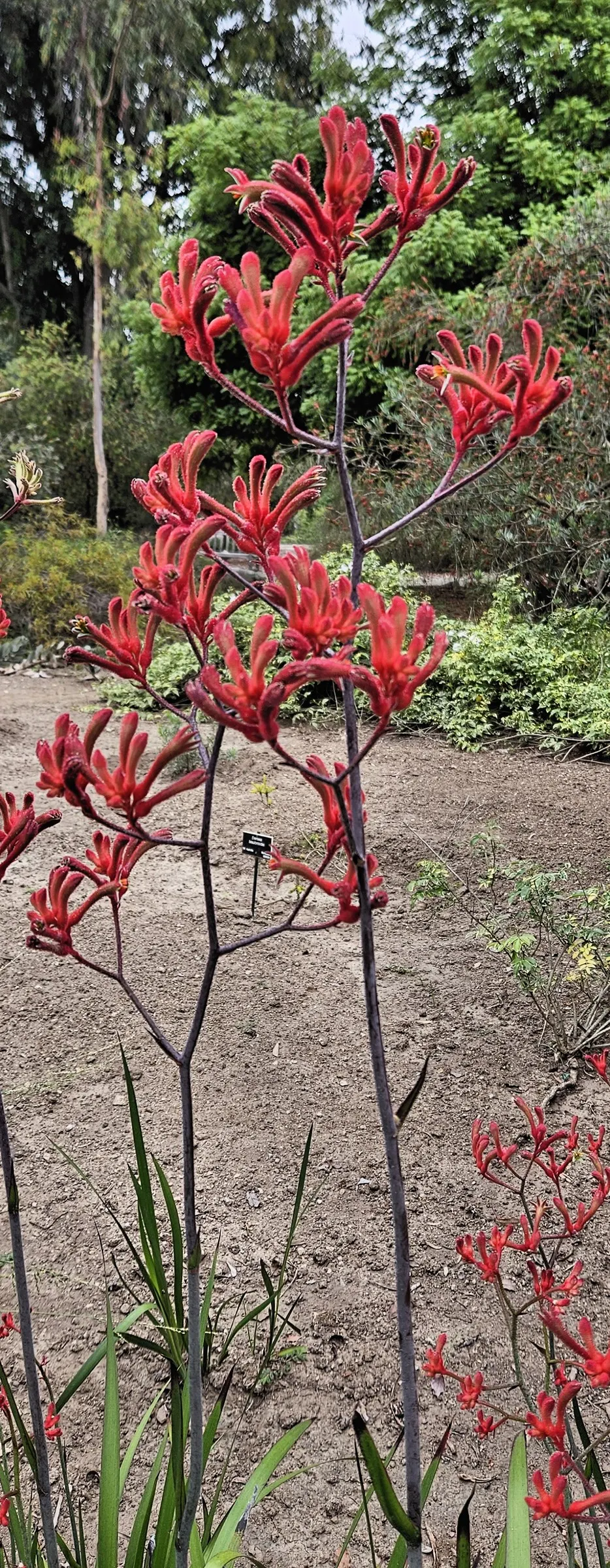Tall Kangaroo Paw (Anigozanthos Flavidus) — Towering at about 4-10 feet in height; each flower resembles a kangaroo's paw, image 50
