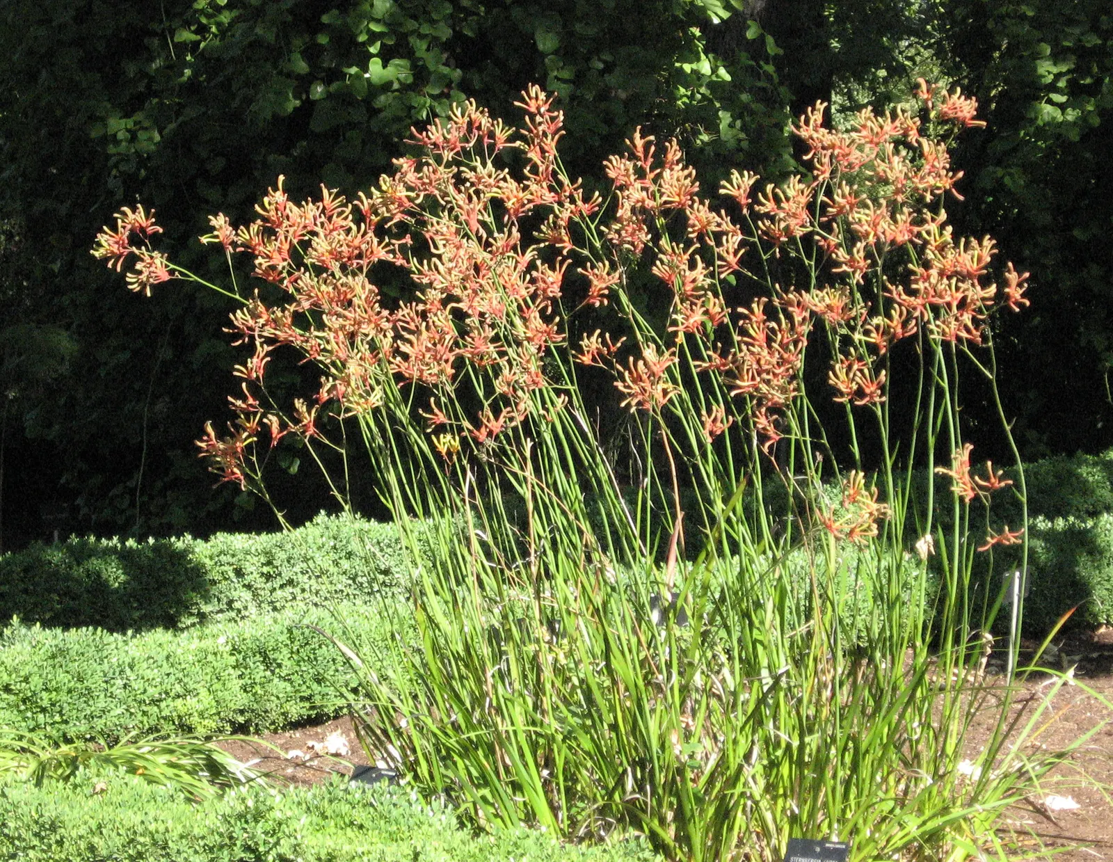 Tall Kangaroo Paw (Anigozanthos Flavidus) — elongated perianths that can soar up to 6 feet in height.<br><br>For the landscape designer's, image 36