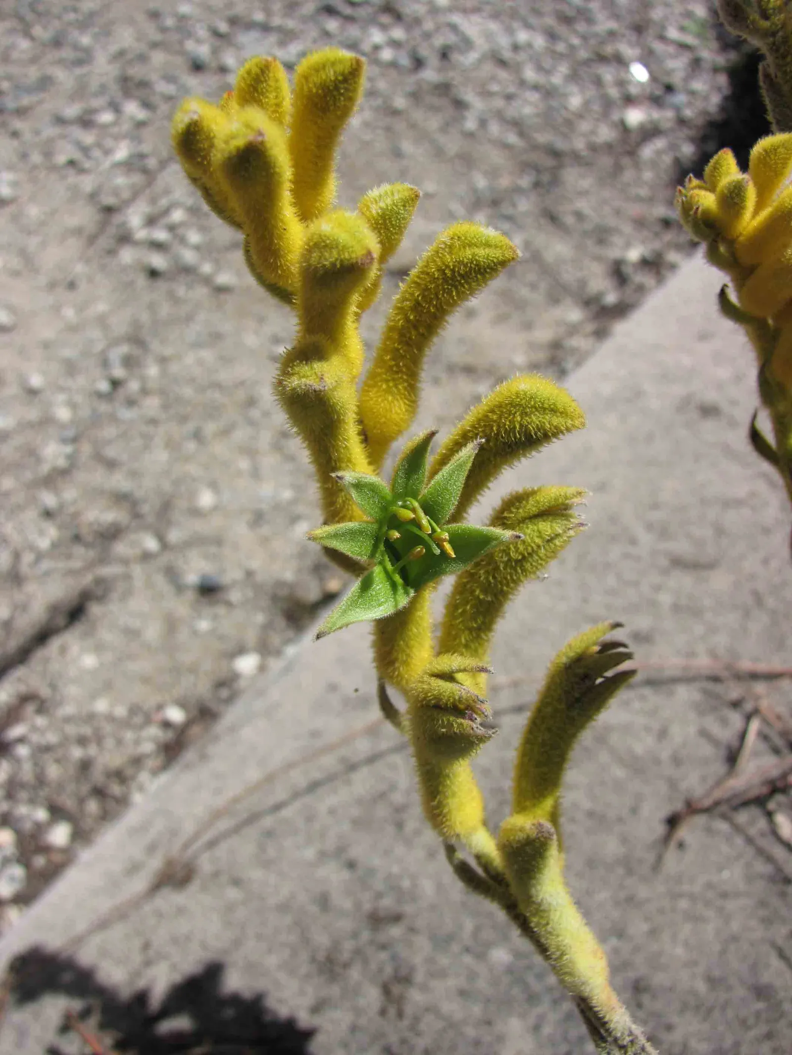 Tall Kangaroo Paw (Anigozanthos Flavidus) — its striking green and gold flowers bloom on long stalks throughout spring and summer