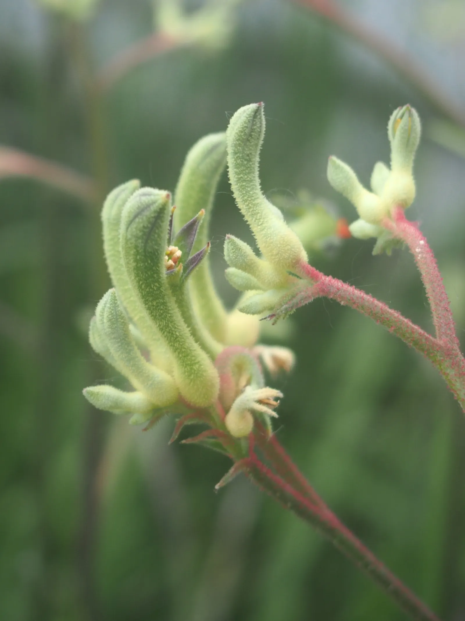 Tall Kangaroo Paw (Anigozanthos Flavidus) — Its vibrant blossoms also attract hummingbirds