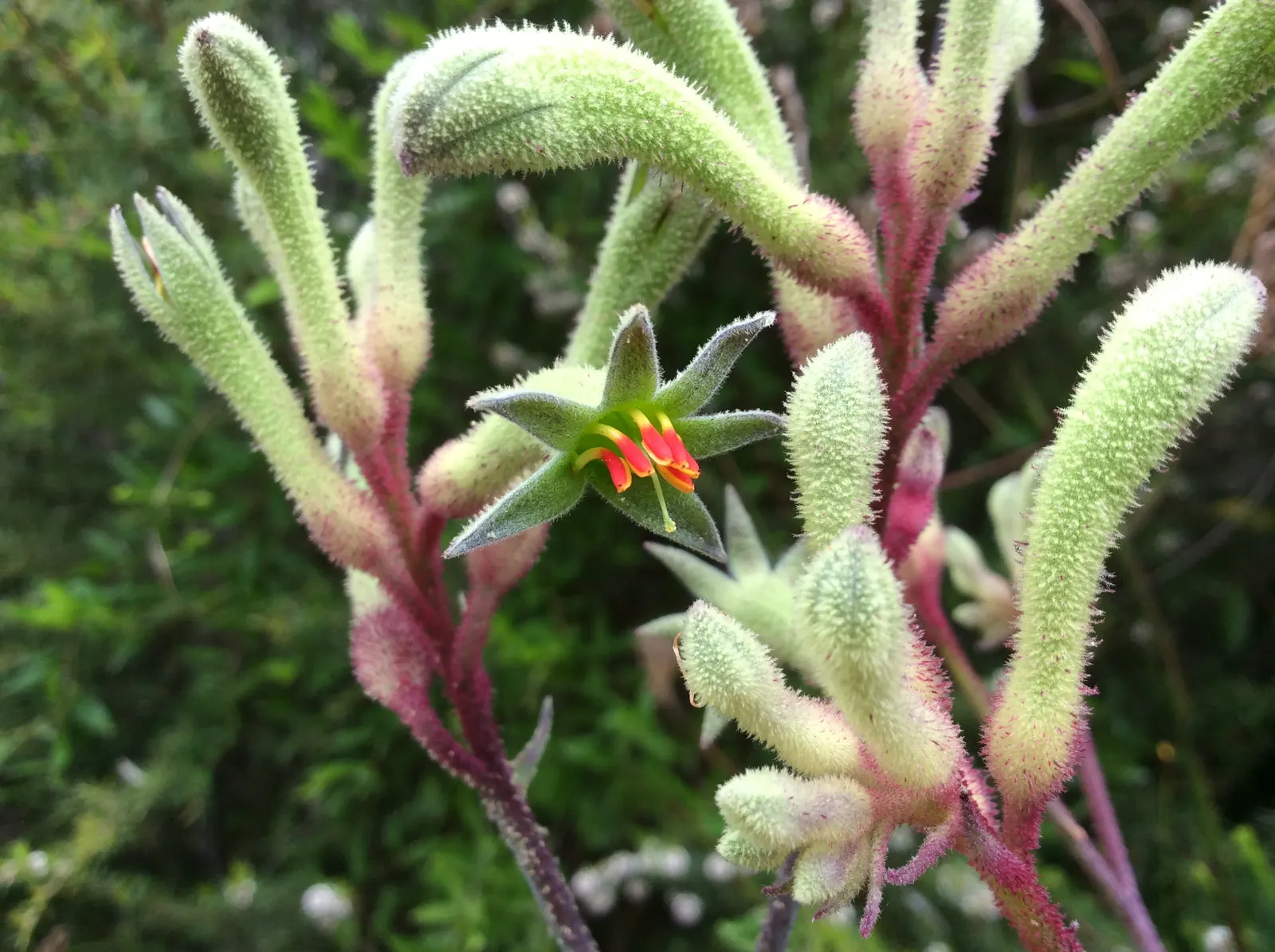 Tall Kangaroo Paw (Anigozanthos Flavidus) — It thrives in USDA zones 9-11 and enjoys full sun to partial shade; lending both ecological value and visual appeal