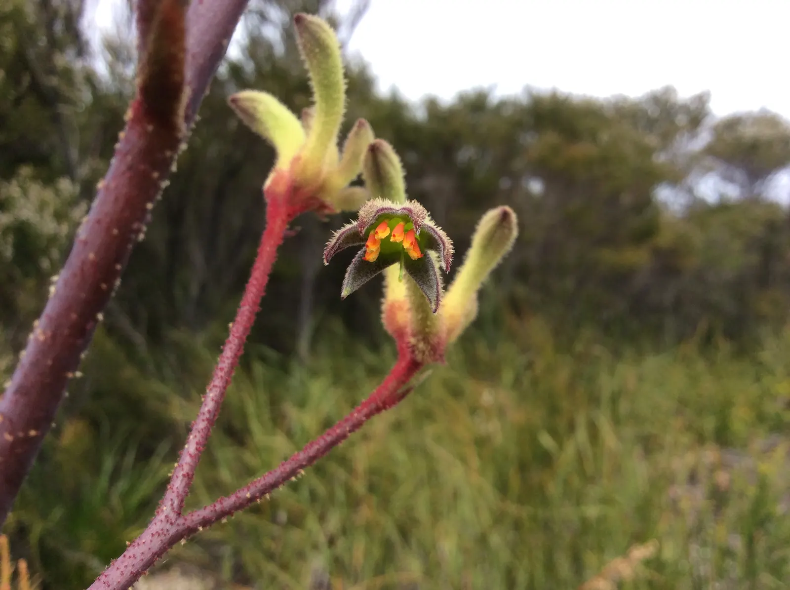 Tall Kangaroo Paw (Anigozanthos Flavidus) — Furthermore, their long flowering season from late spring to fall ensures continuous visual interest; this species