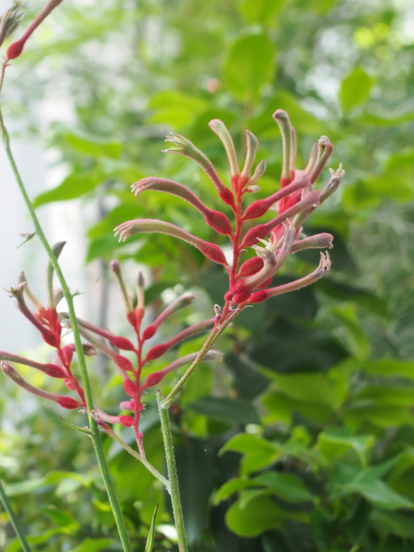 Tall Kangaroo Paw (Anigozanthos Flavidus) — it's quite drought tolerant once established.<br><br>When informing the client; its striking green and gold flowers