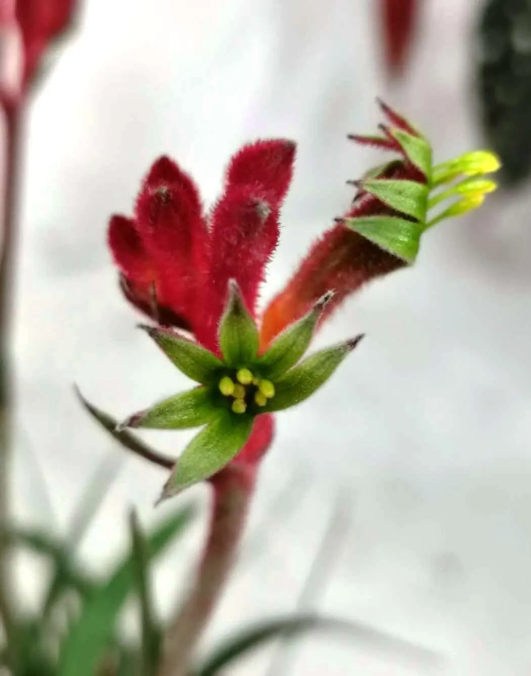 Tall Kangaroo Paw (Anigozanthos Flavidus) — sandy loam or gravelly soils with a slight acidity to neutral pH; perennial with green blooms