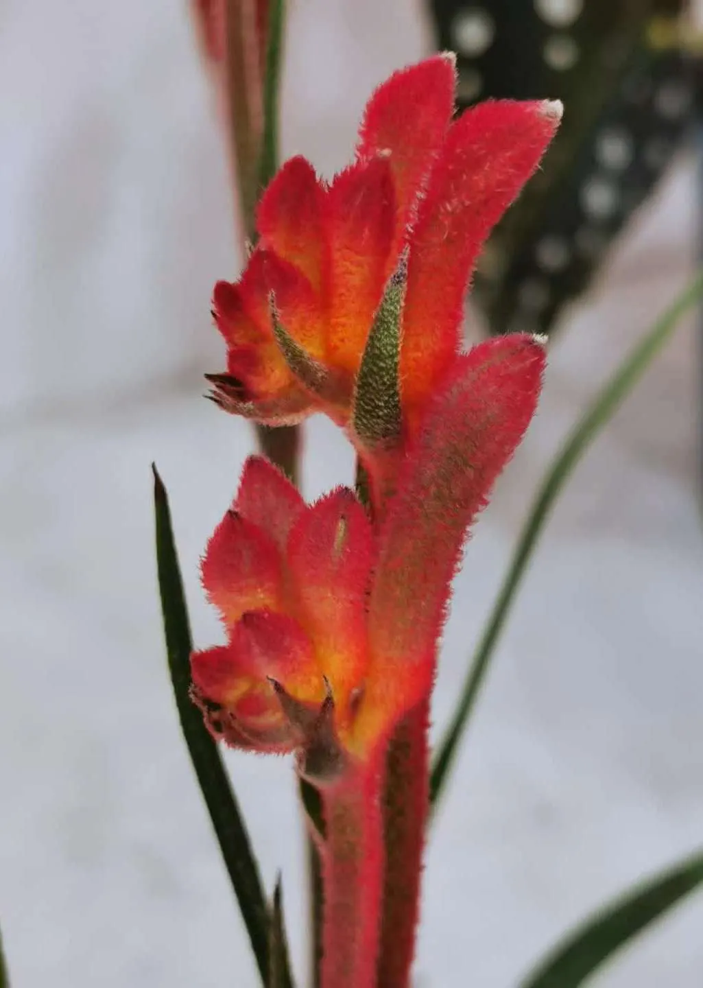Tall Kangaroo Paw (Anigozanthos Flavidus) — this species showcases a vibrant display of colors ranging from green and yellow to red and orange; furthermore