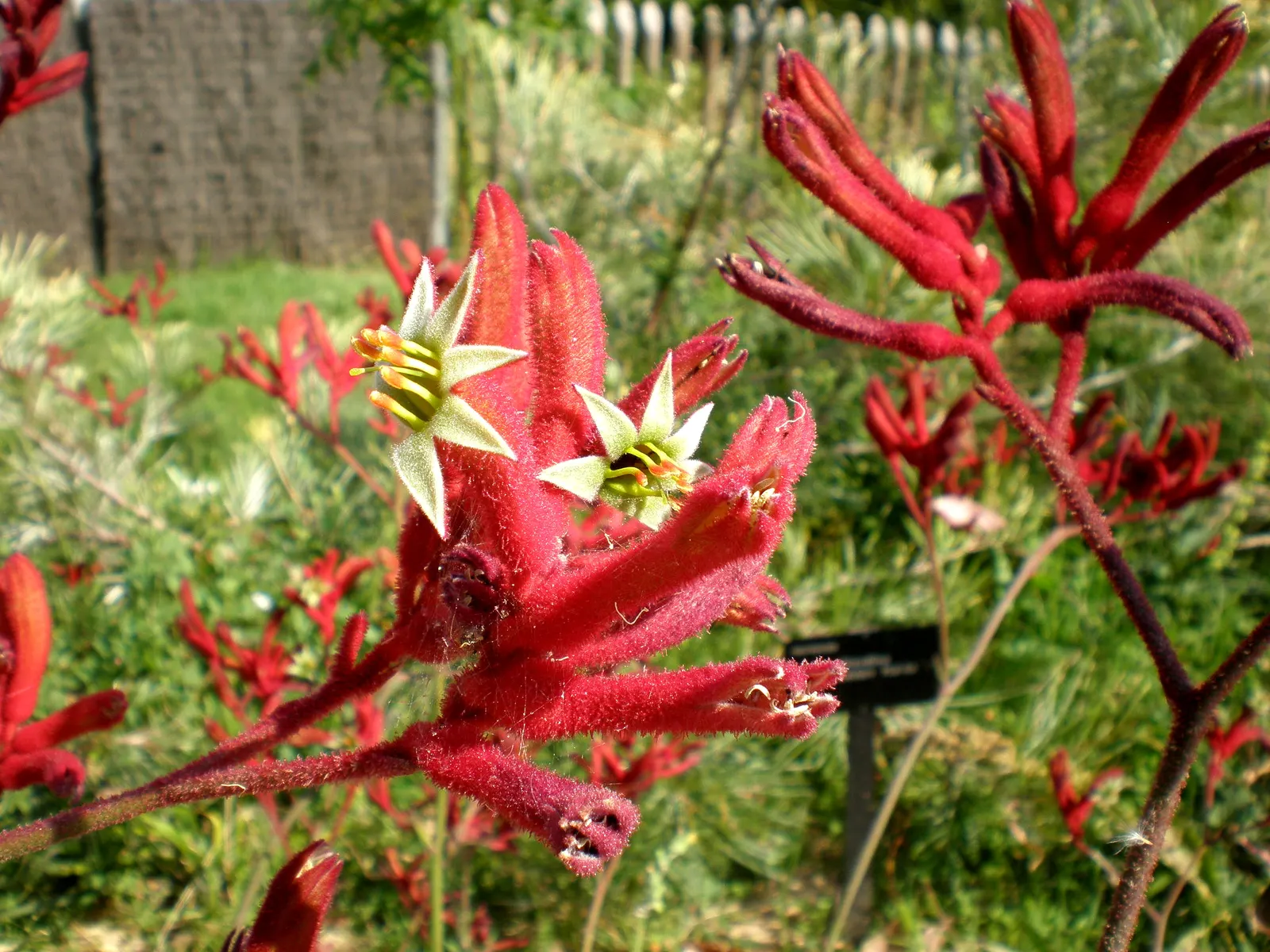 Tall Kangaroo Paw (Anigozanthos Flavidus) — Regular deep watering is recommended during its active growth in the spring and summer months; anigozanthos