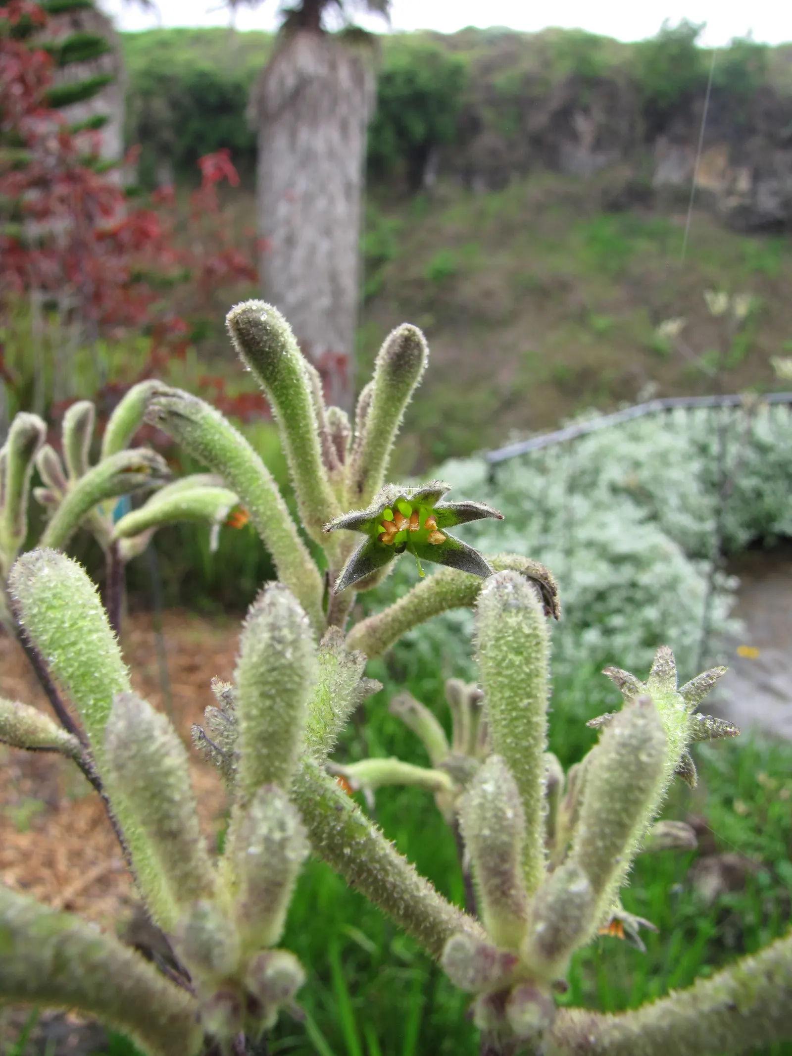 Tall Kangaroo Paw (Anigozanthos Flavidus) — perennial for full or half