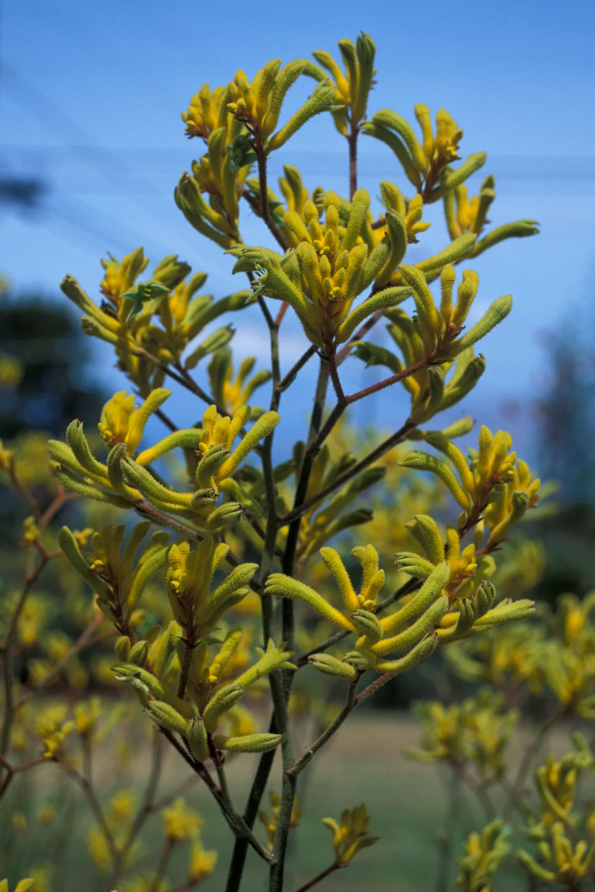 Tall Kangaroo Paw (Anigozanthos Flavidus) — It thrives in USDA zones 9-11 and enjoys full sun to partial shade; lending both ecological value and, image 63