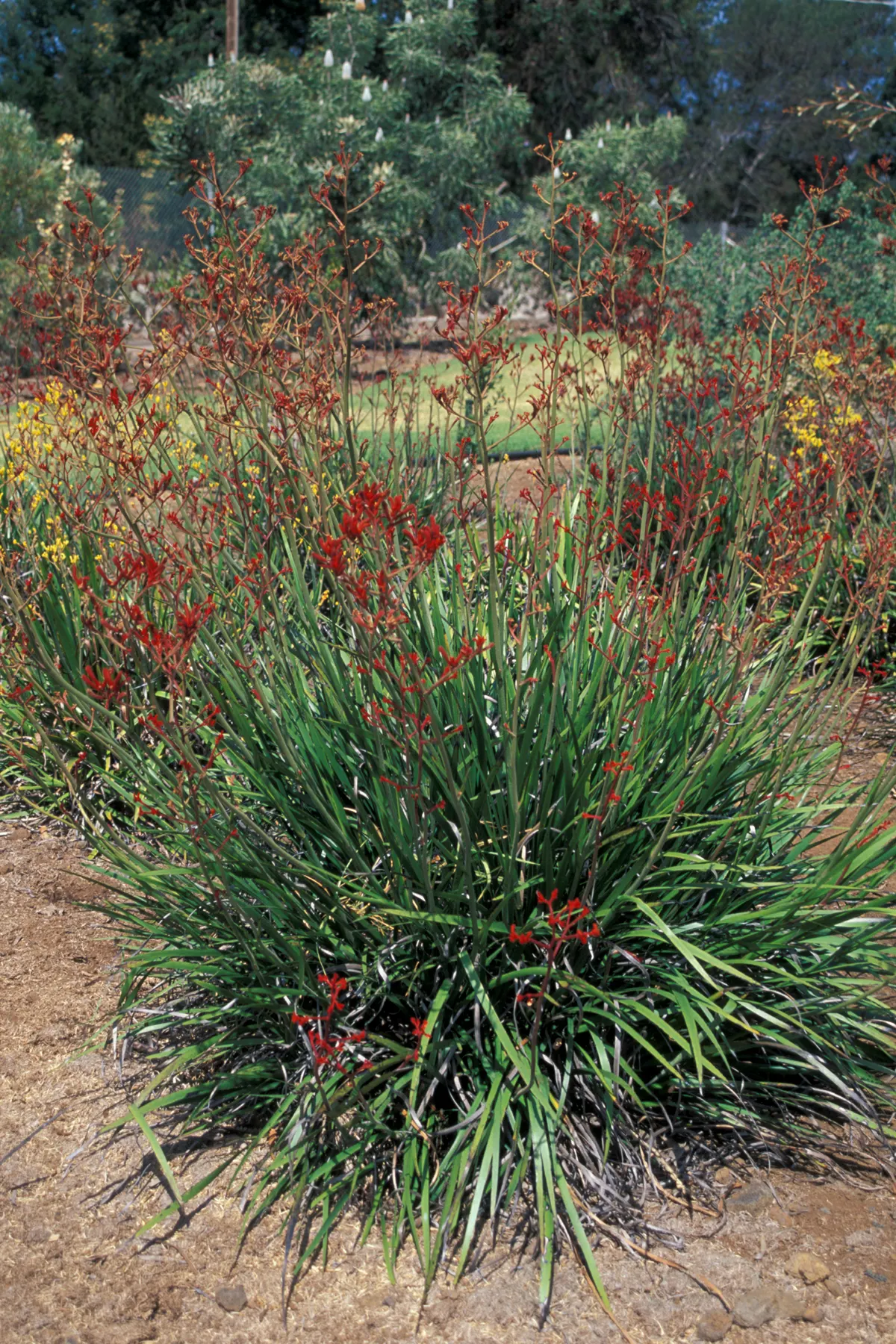 Tall Kangaroo Paw (Anigozanthos Flavidus) — scientifically named Anigozanthos flavidus; green flowers in the garden