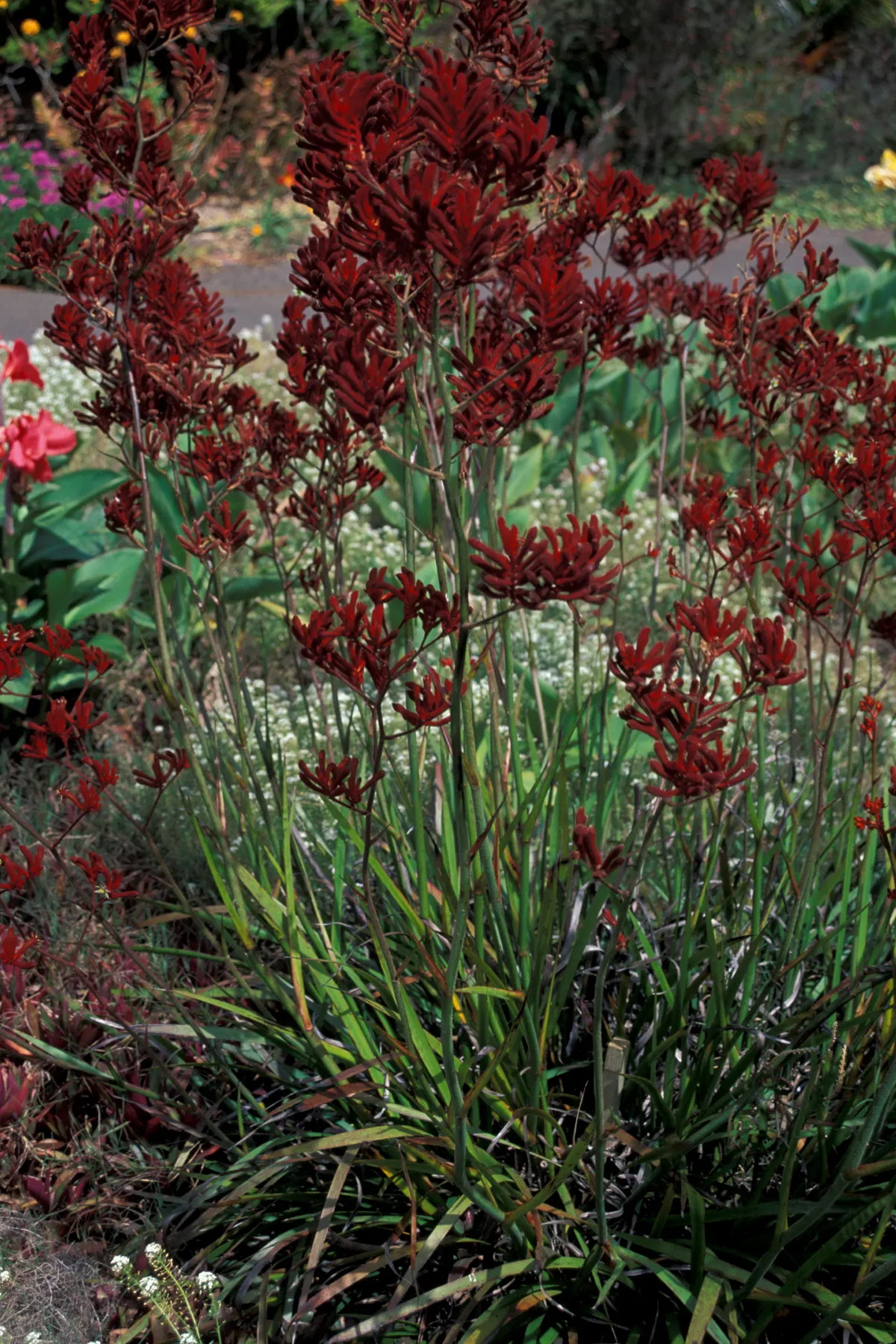 Tall Kangaroo Paw (Anigozanthos Flavidus) — scientifically named Anigozanthos flavidus; green flowers in the garden, image 55