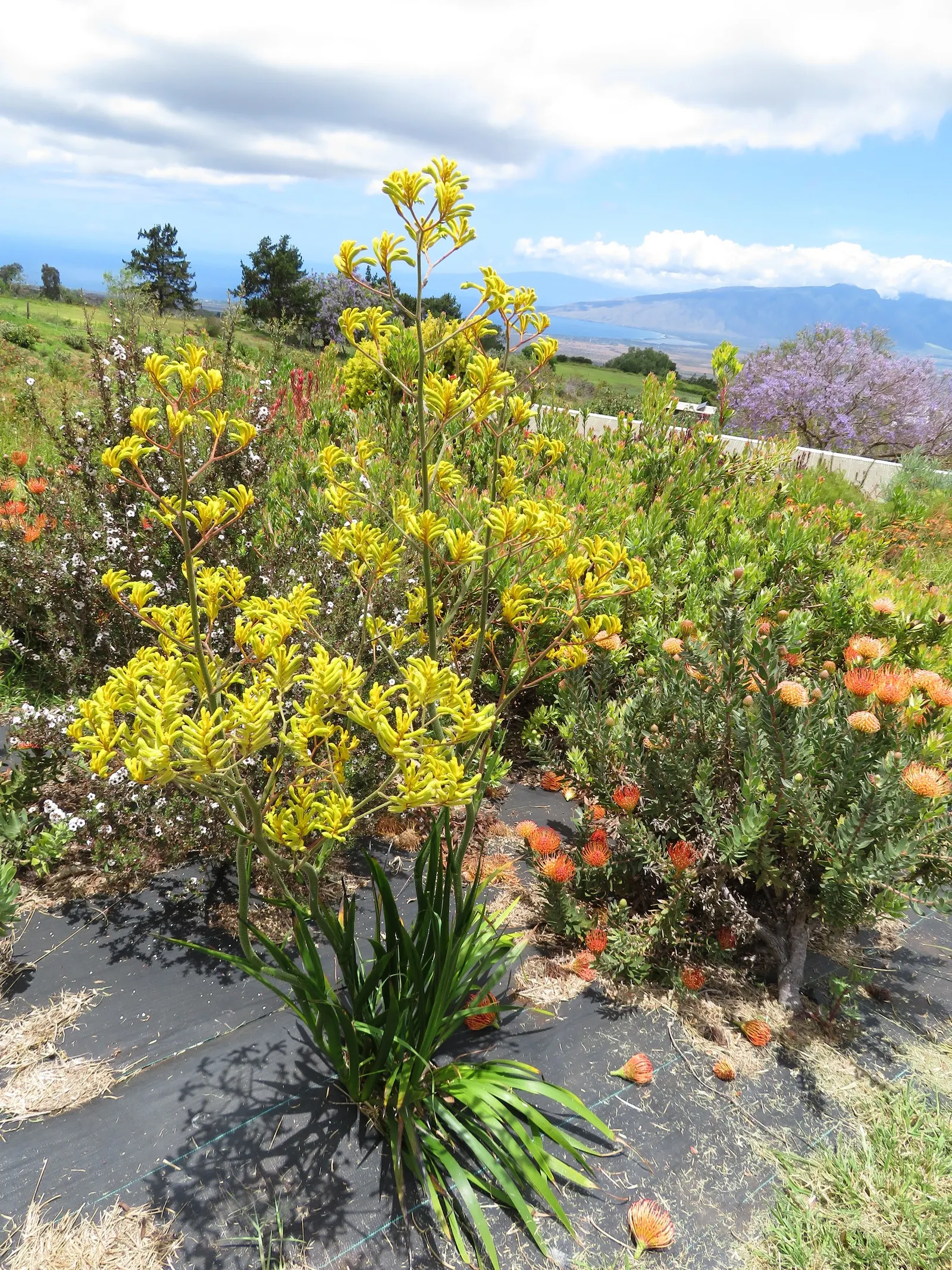 Tall Kangaroo Paw (Anigozanthos Flavidus) — Anigozanthos flavidus prefers well-draining; regular deep watering is recommended during its active, image 61