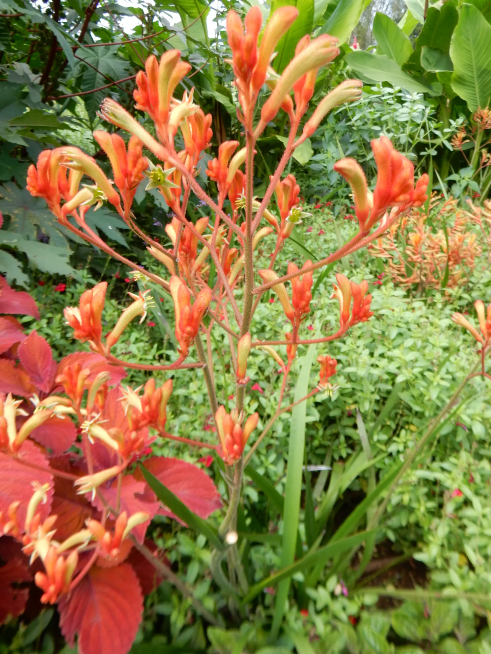 Tall Kangaroo Paw (Anigozanthos Flavidus) — removing spent flower stalks and occasional division every 2-4 years will encourage healthier clusters