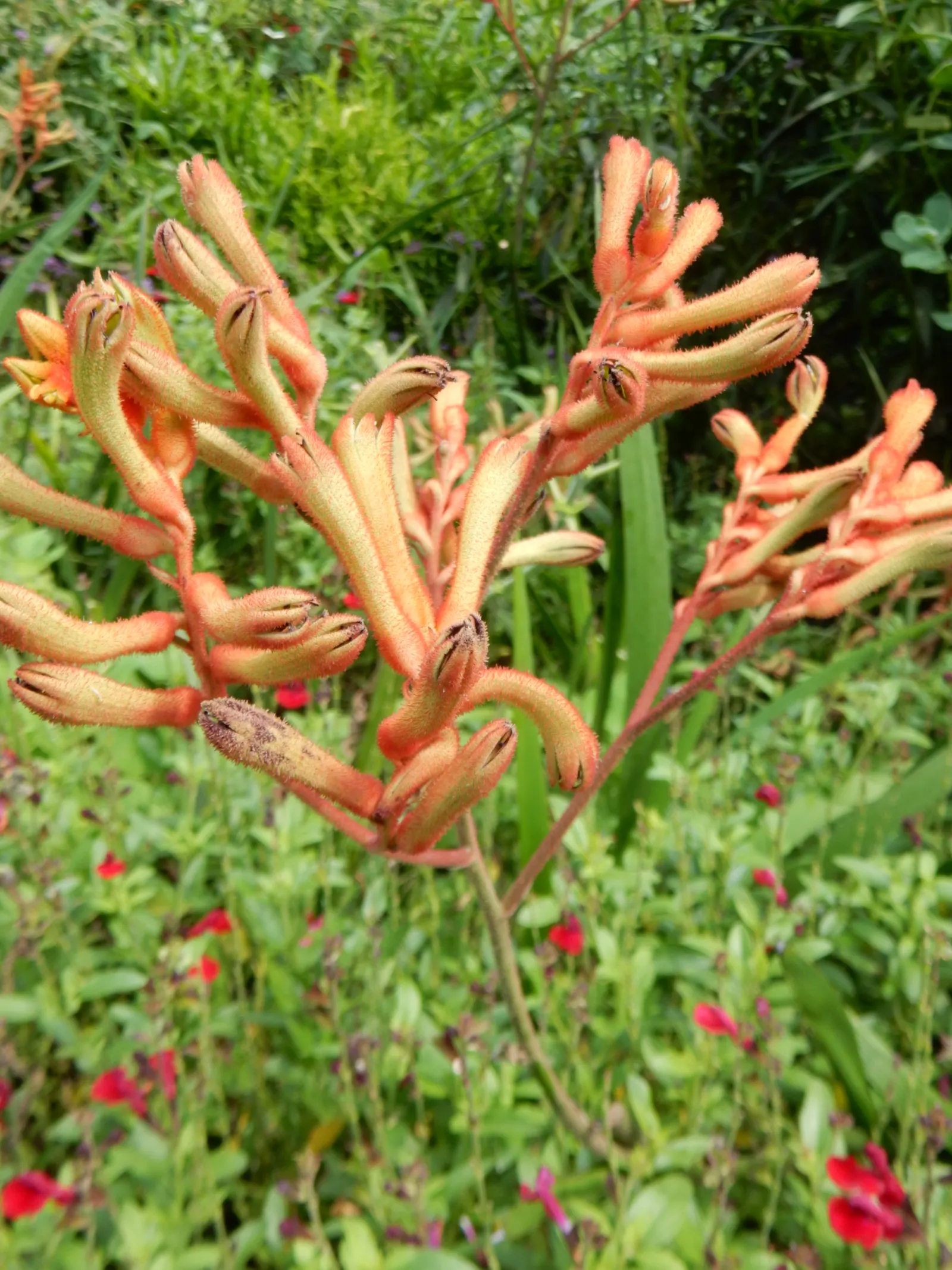 Tall Kangaroo Paw (Anigozanthos Flavidus) — It thrives in USDA zones 9-11 and enjoys full sun to partial shade