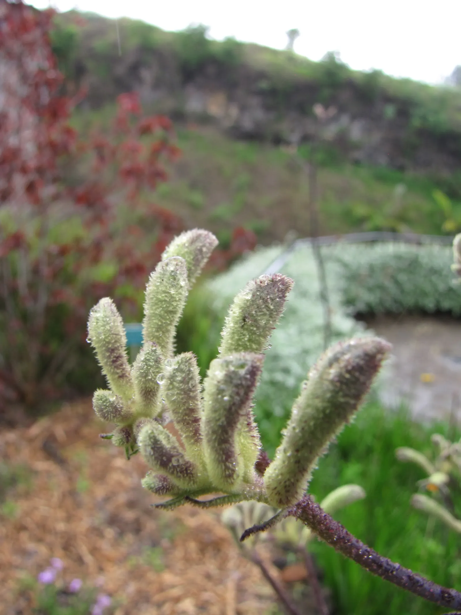 Tall Kangaroo Paw (Anigozanthos Flavidus) — With its striking aesthetics and minimal care requirements