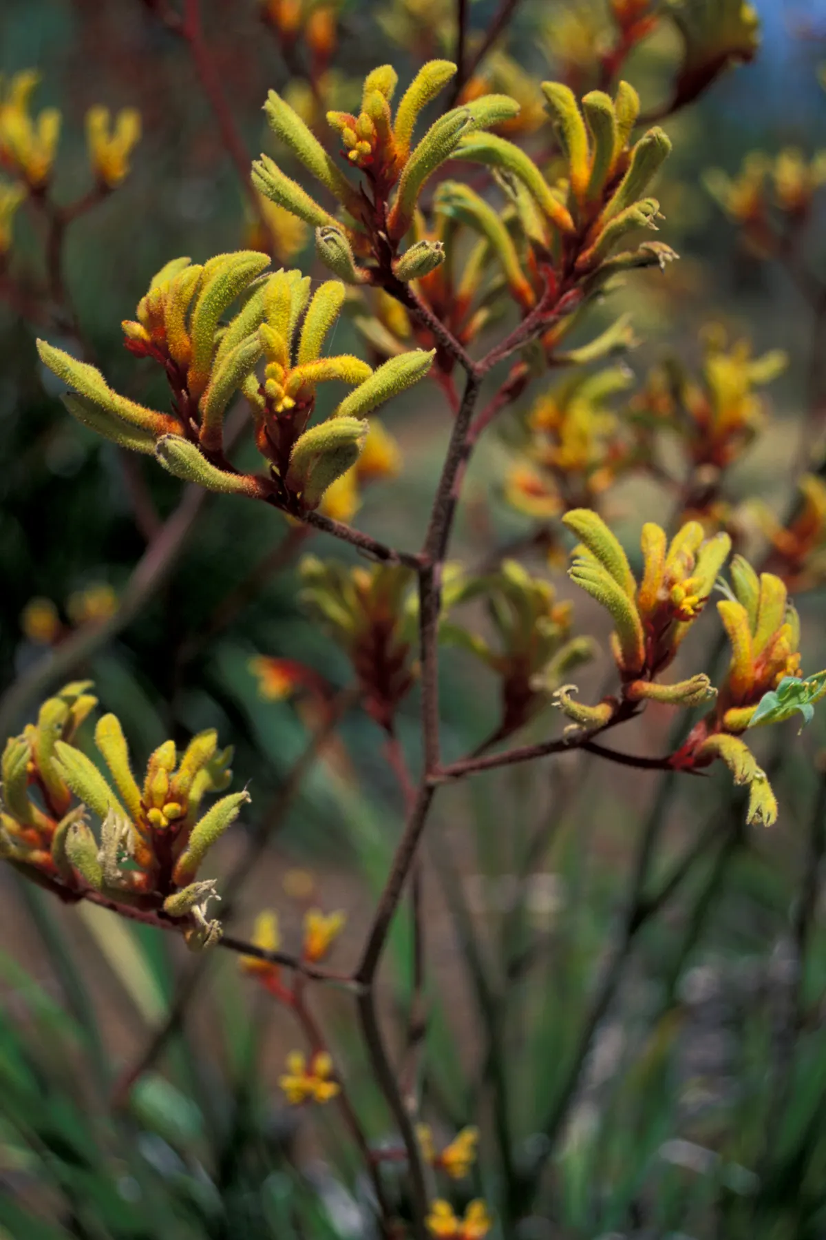 Tall Kangaroo Paw (Anigozanthos Flavidus) — lending both ecological value and visual appeal to any garden space; it thrives in USDA zones 9-11 and enjoys full