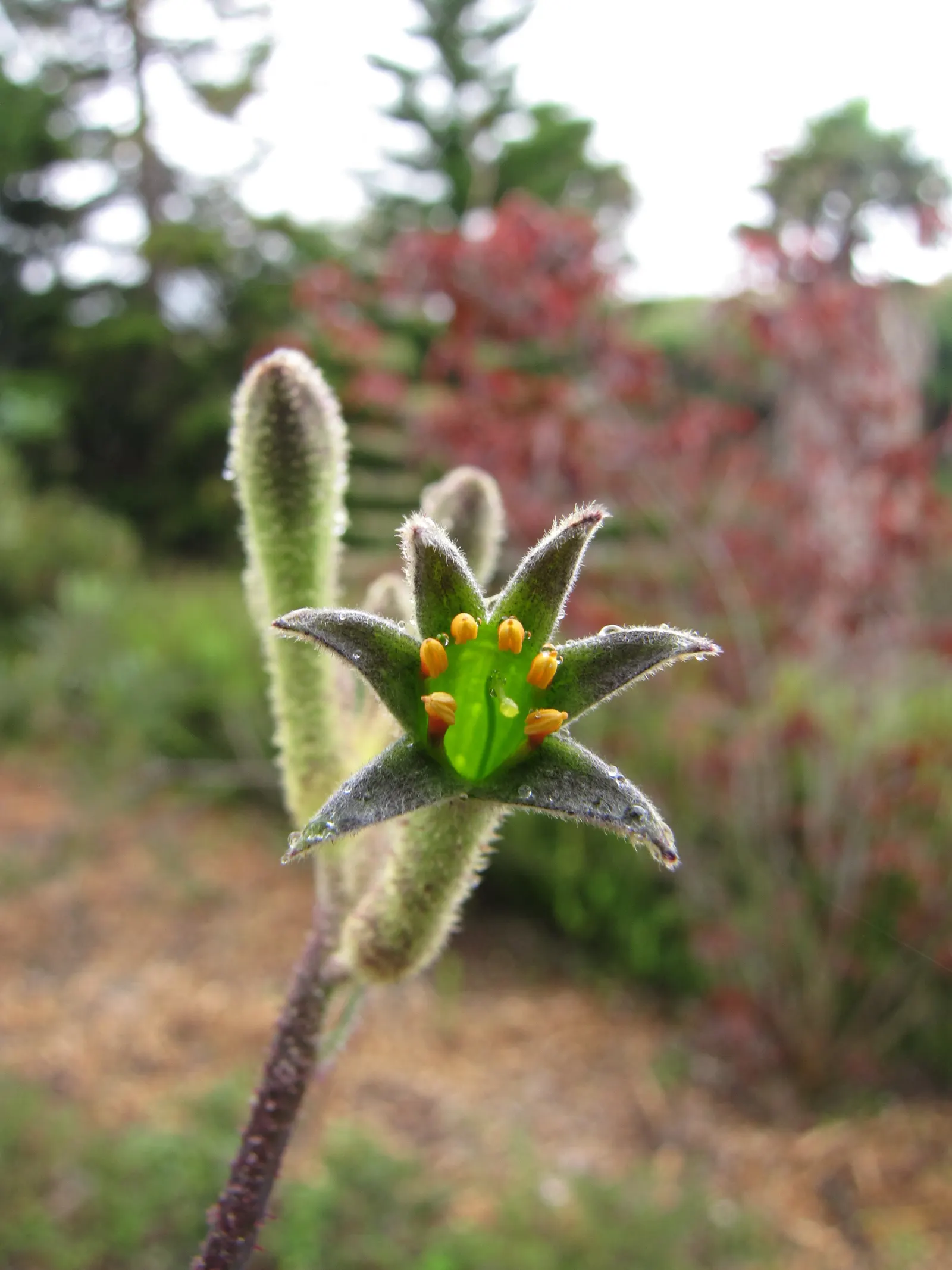 Tall Kangaroo Paw (Anigozanthos Flavidus) — this plant adds a touch of drama with low maintenance; the Tall Kangaroo Paw, Anigozanthos flavidus, is a