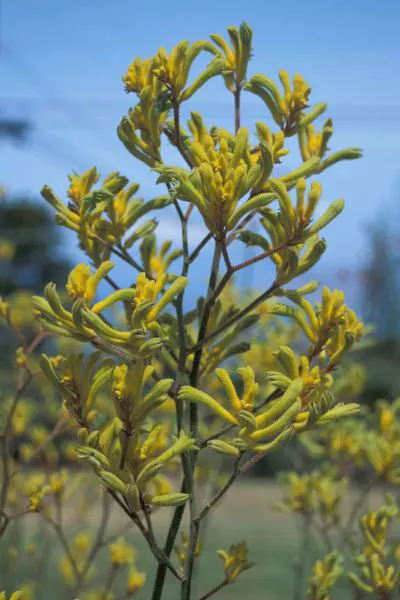 Tall Kangaroo Paw (Anigozanthos Flavidus) — is a captivating and hardy perennial endemic to southwestern Australia; its vibrant blossoms also attract