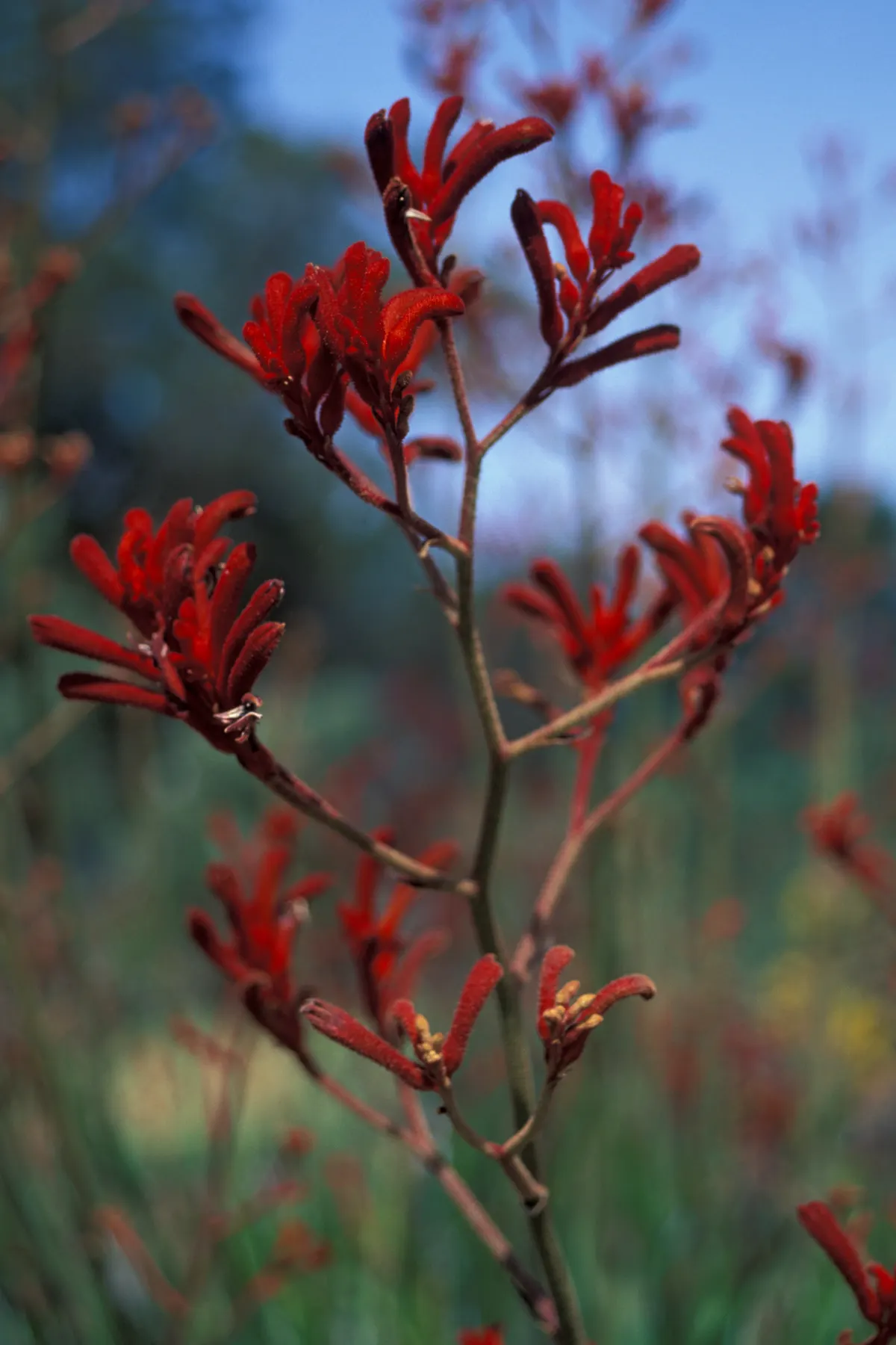 Tall Kangaroo Paw (Anigozanthos Flavidus) — The Tall Kangaroo Paw, Anigozanthos flavidus, is a charismatic Australian perennial; this plant adds a touch of