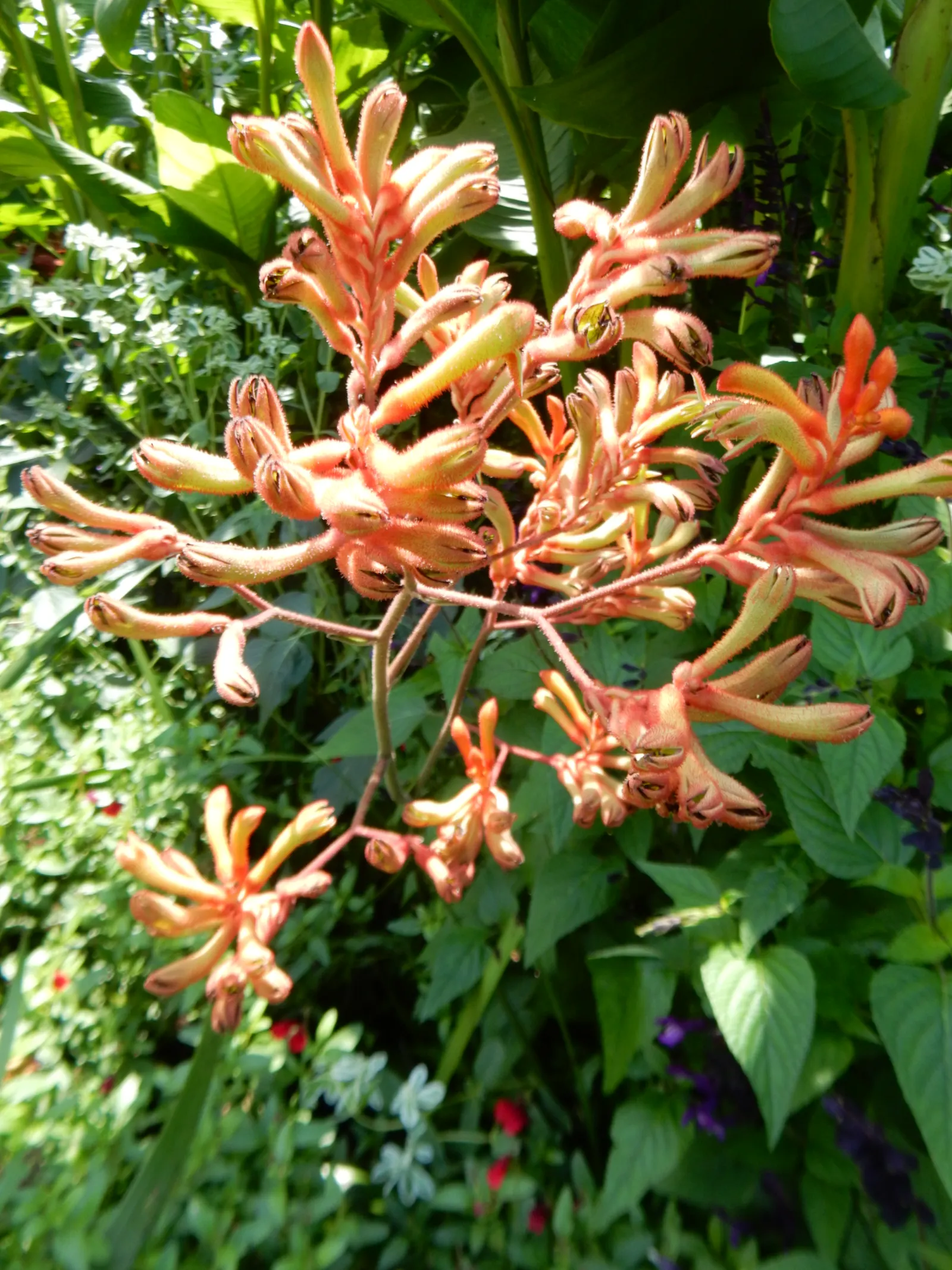 Tall Kangaroo Paw (Anigozanthos Flavidus) — sandy loam or gravelly soils with a slight acidity to neutral pH
