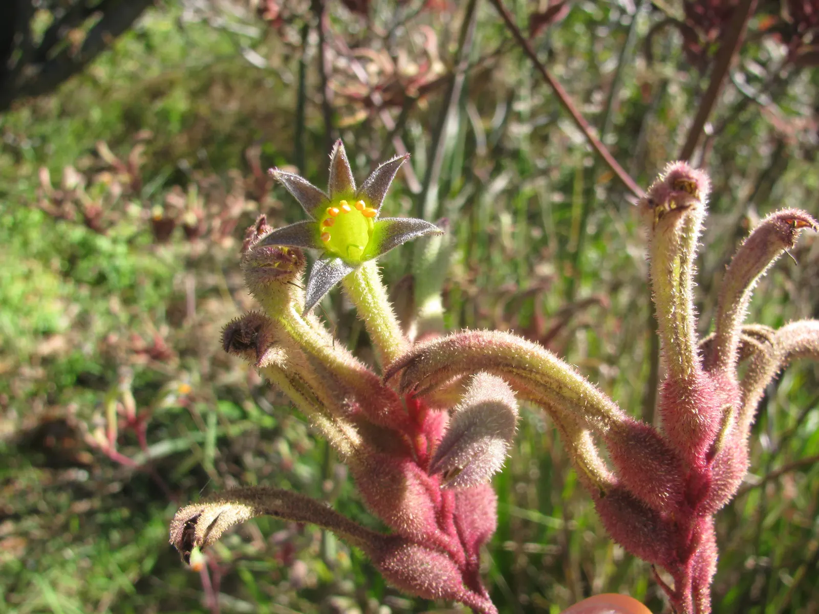 Tall Kangaroo Paw (Anigozanthos Flavidus) — with reduced watering in the cooler season