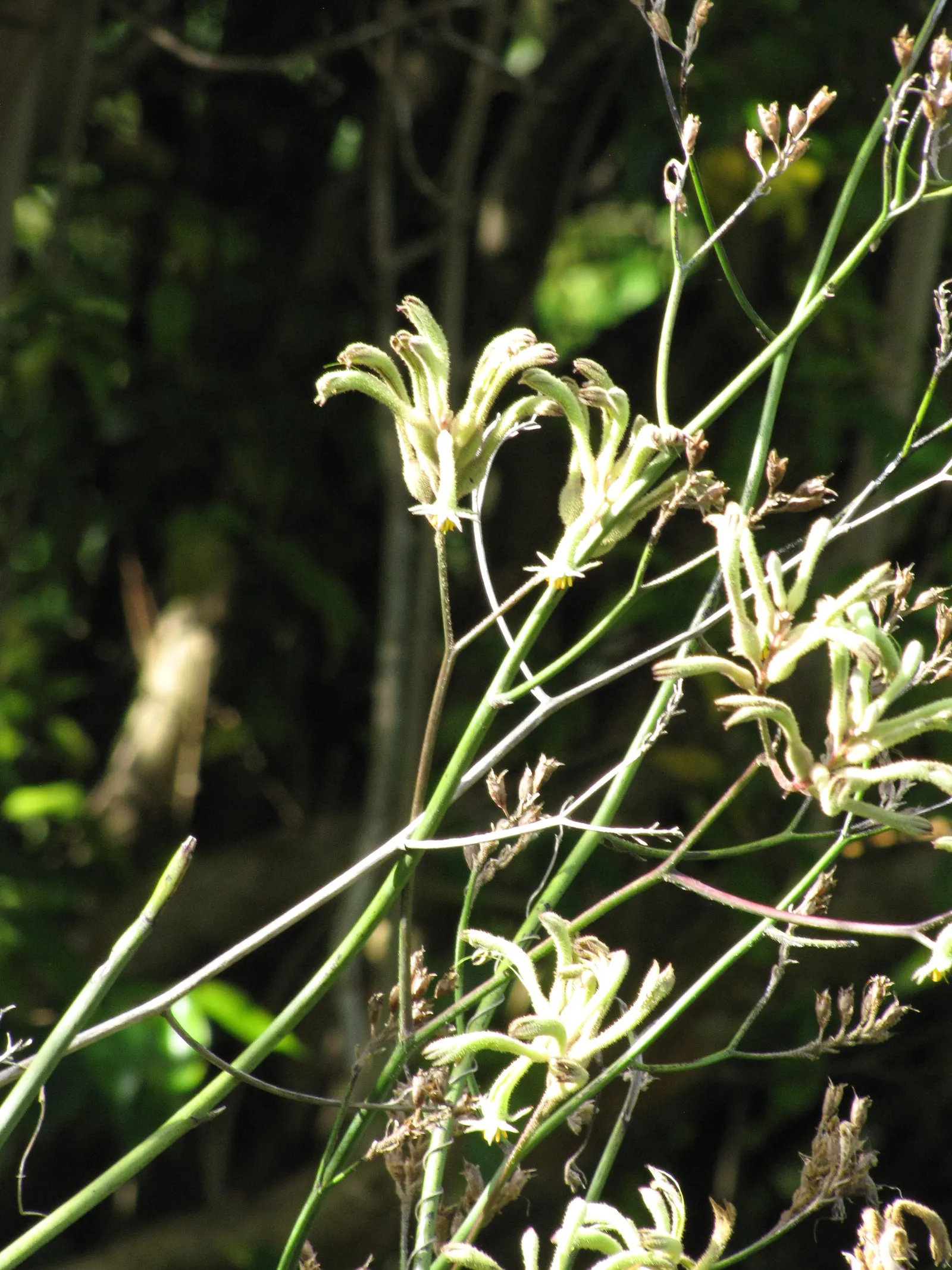 Tall Kangaroo Paw (Anigozanthos Flavidus) — The Tall Kangaroo Paw, Anigozanthos flavidus, is a charismatic Australian perennial; this plant adds a, image 49