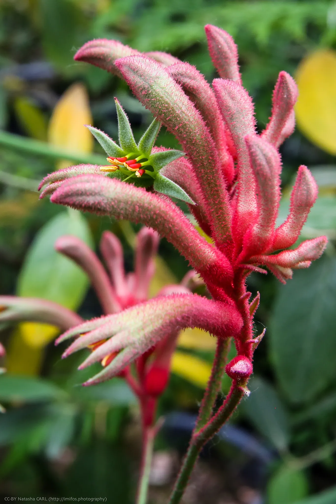 Tall Kangaroo Paw (Anigozanthos Flavidus) — Anigozanthos flavidus prefers well-draining