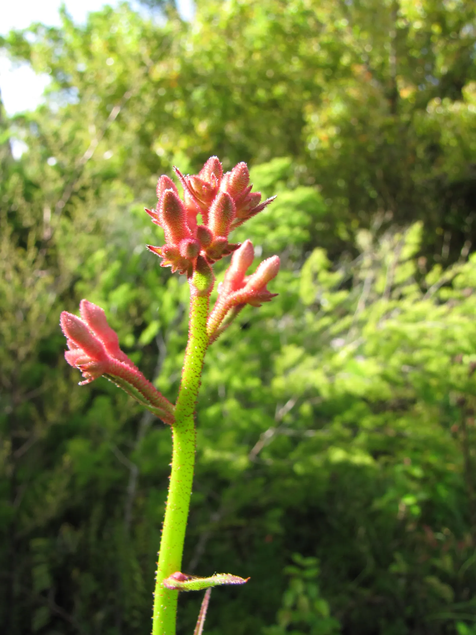 Tall Kangaroo Paw (Anigozanthos Flavidus) — this species showcases a vibrant display of colors ranging from green and yellow to red and orange, image 58