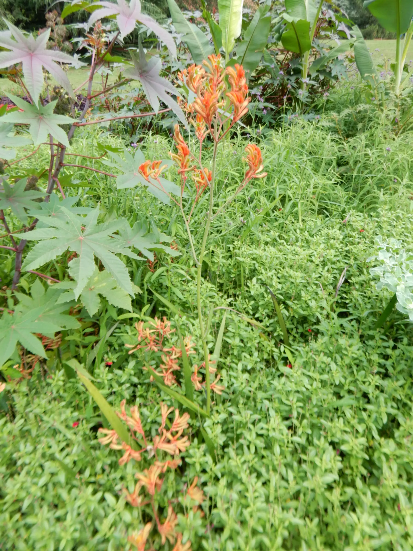 Tall Kangaroo Paw (Anigozanthos Flavidus) — it's quite drought tolerant once established.<br><br>When informing the client